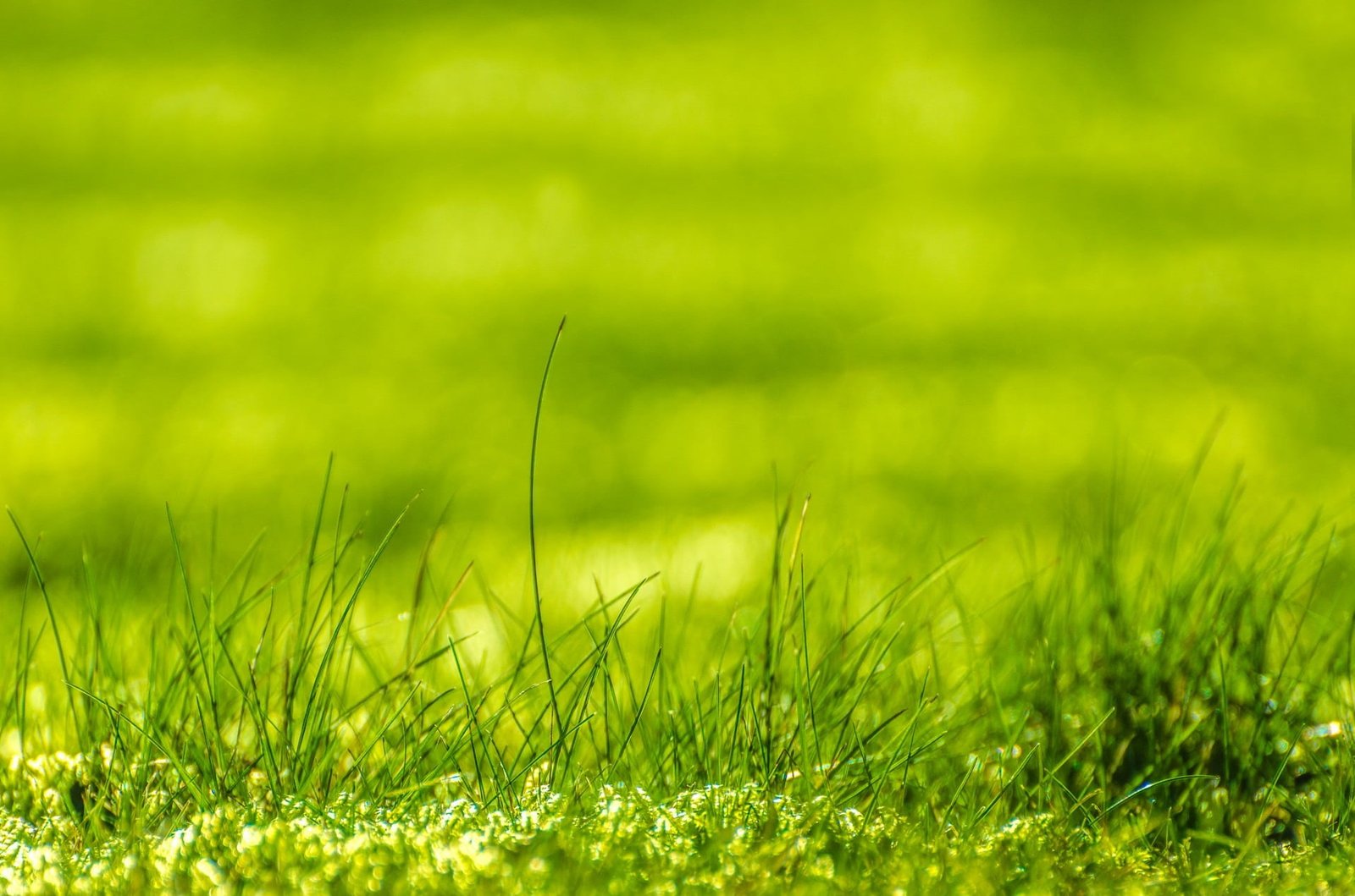 close up photography of green grasses growth concept plant 2k
