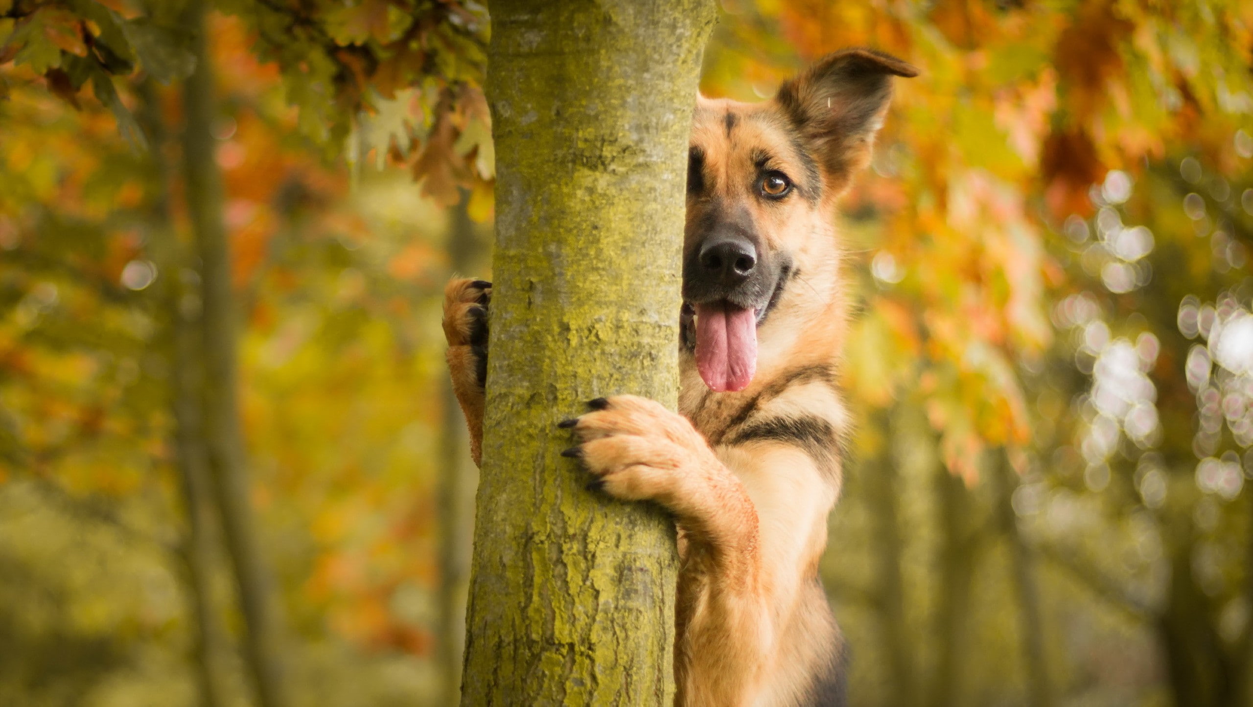 dog German Shepherd animals trees depth of field bokeh 2k