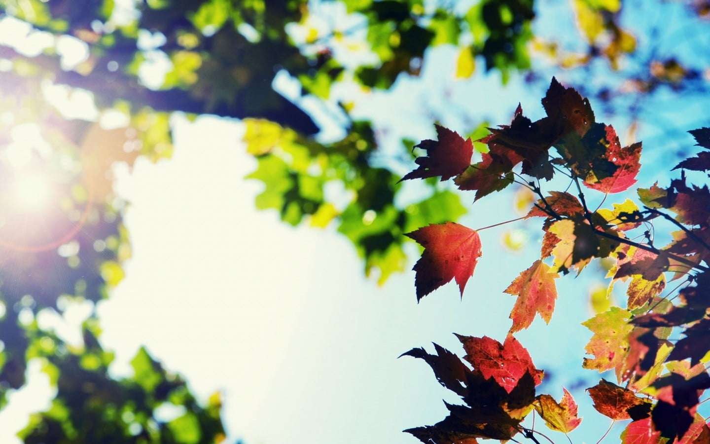 dried maple leaves brown and green leaf trees nature depth of field