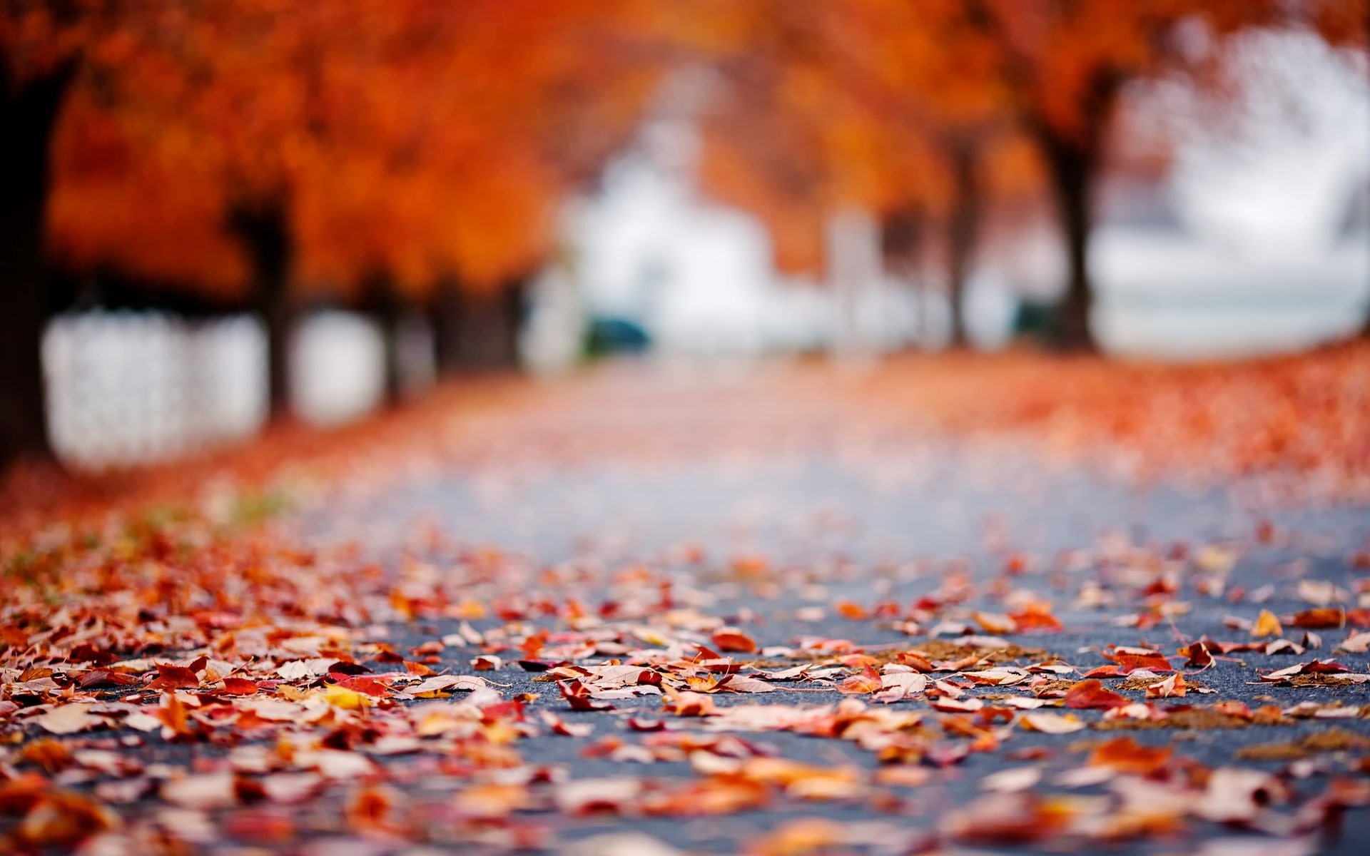 gray concrete pavement road autumn asphalt leaves macro 2k