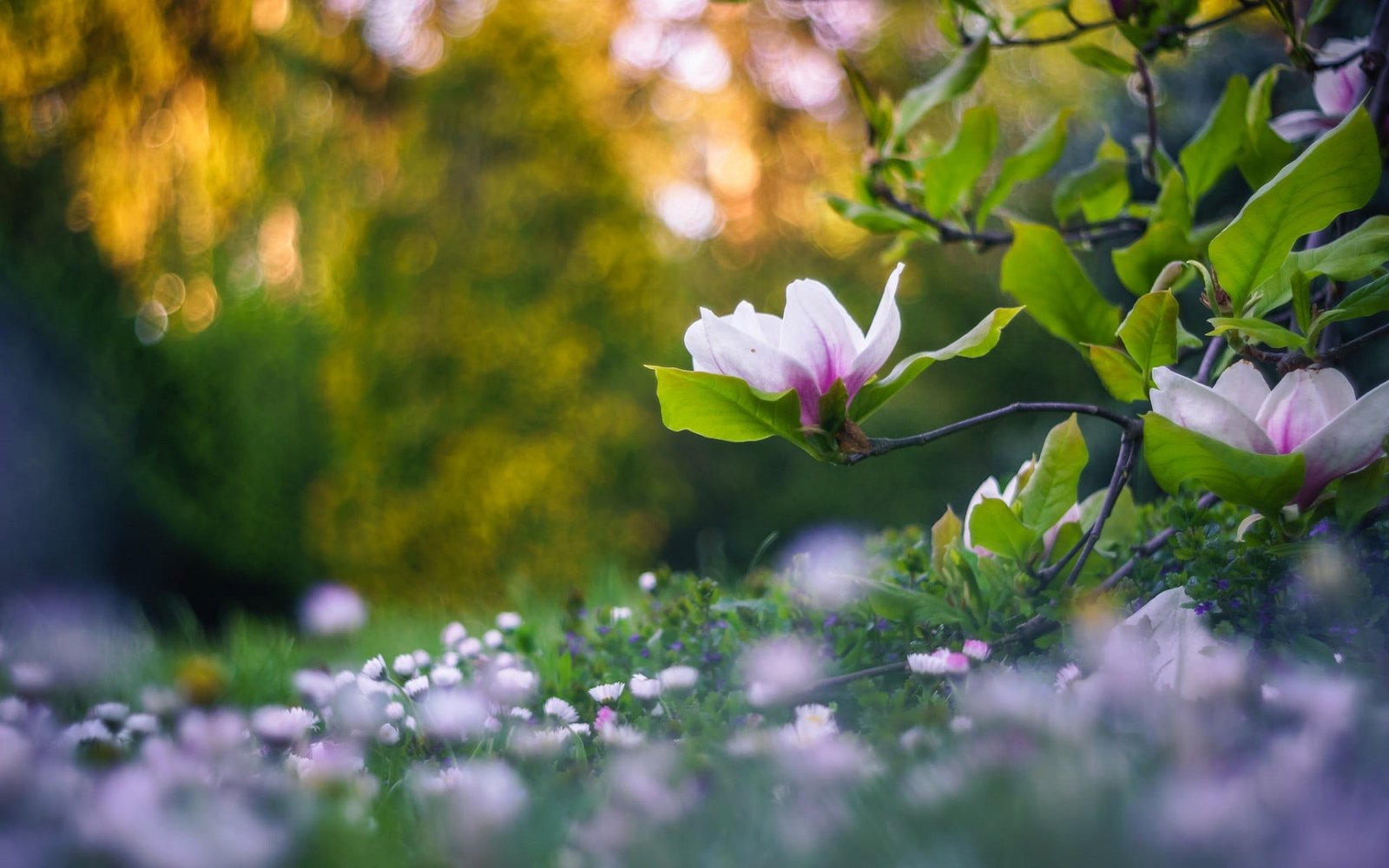 green and pink petaled flower nature flowers plants depth of field 2k