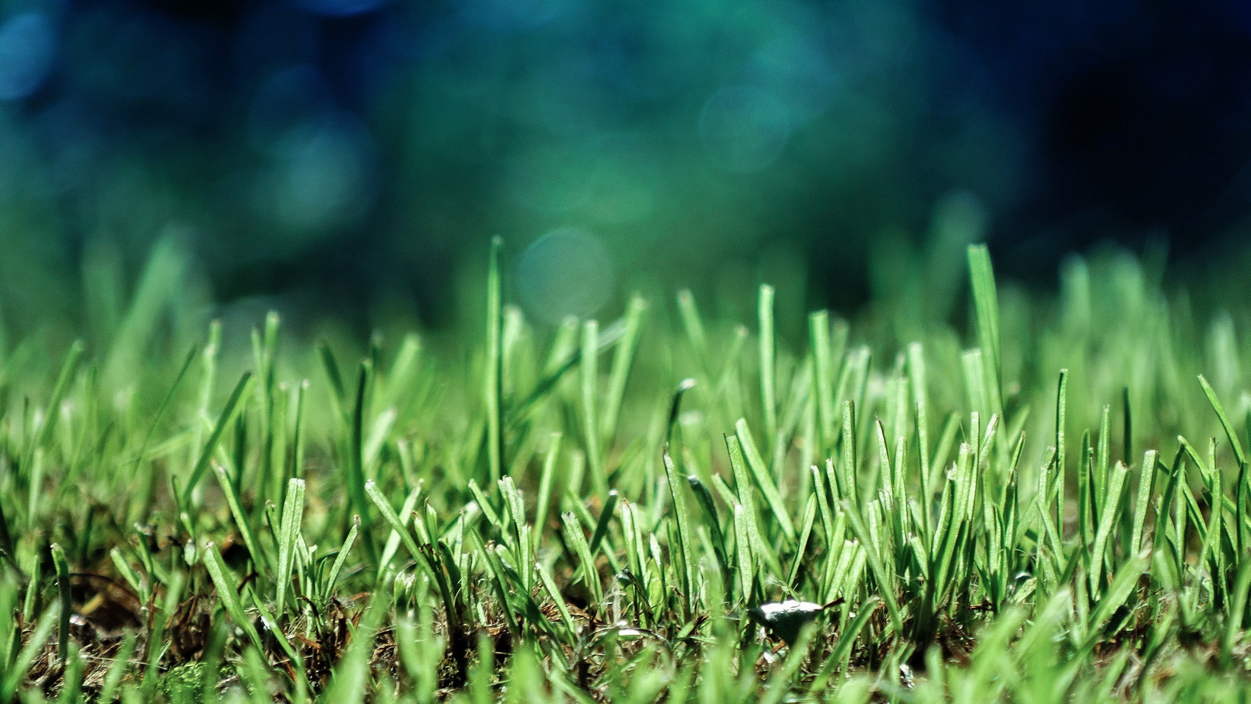 green grass selective focus photography of lawn 2k