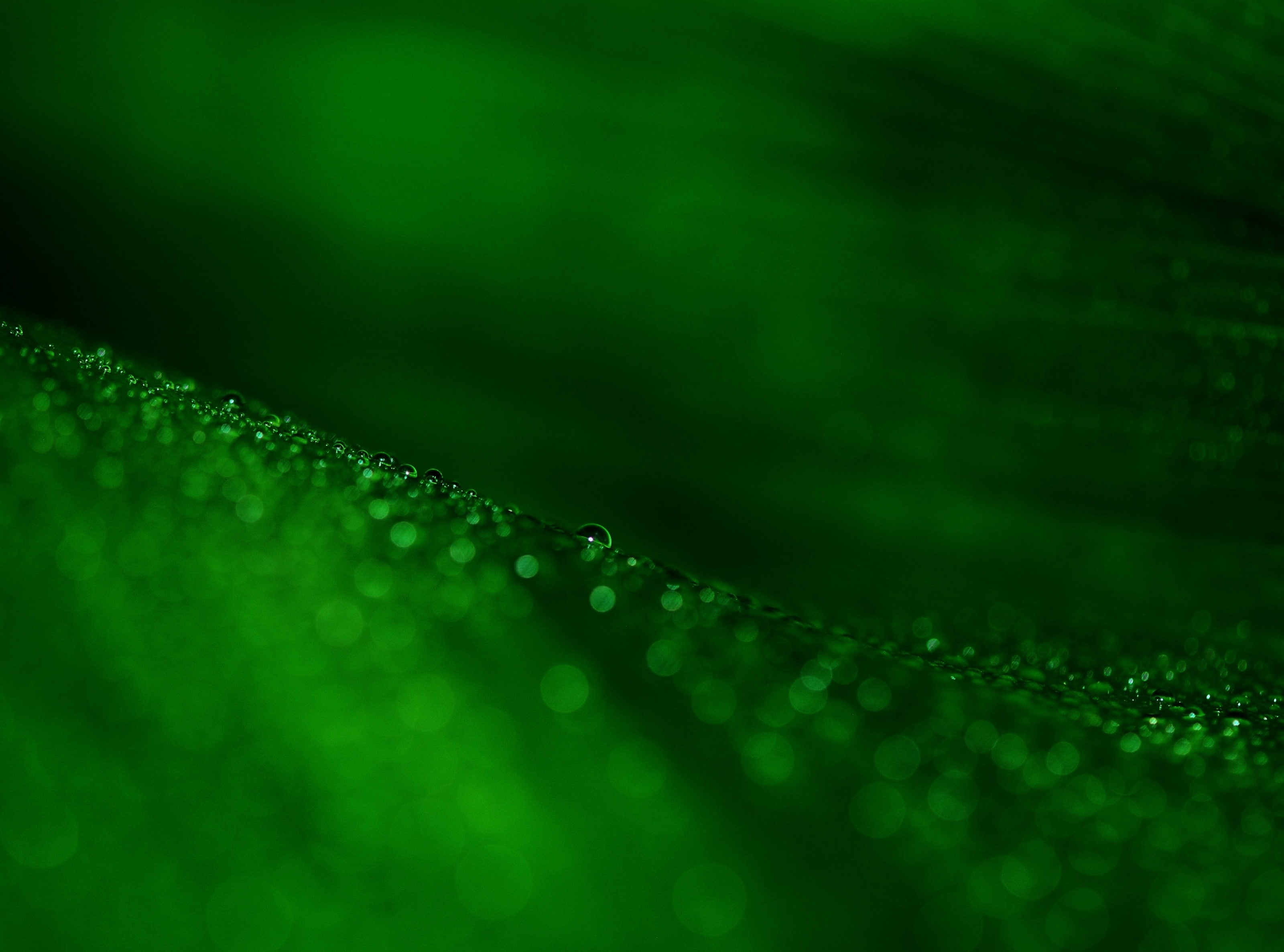 Green Leaf Bokeh Aero Fresh Drops Nature Light Leaves Water 2k