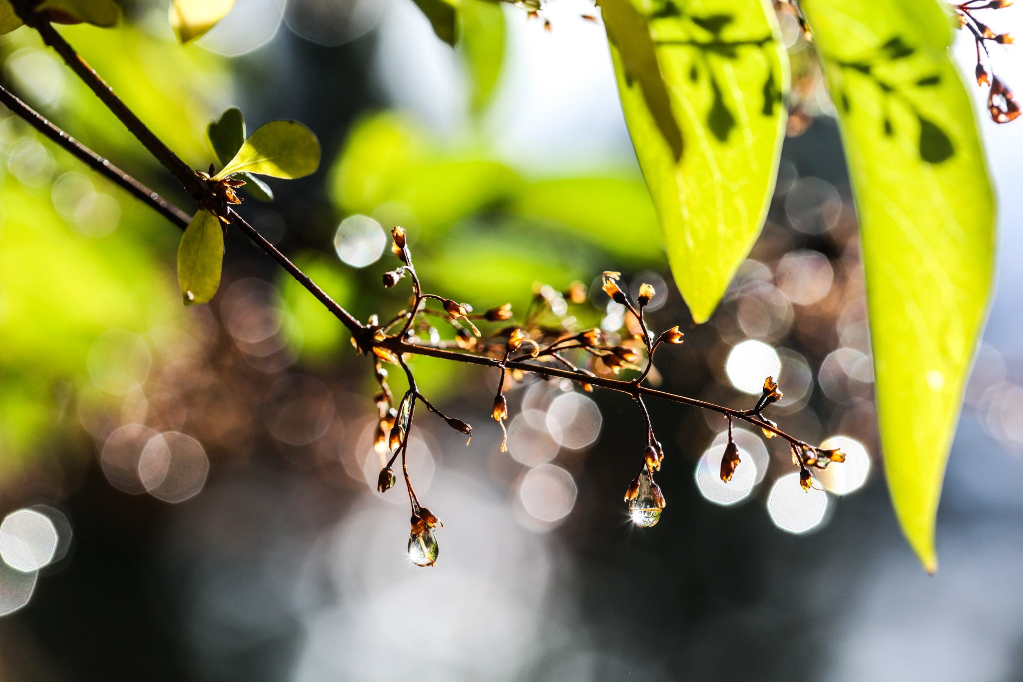 green leaf nature water drops bokeh leaves sunlight close up 2k