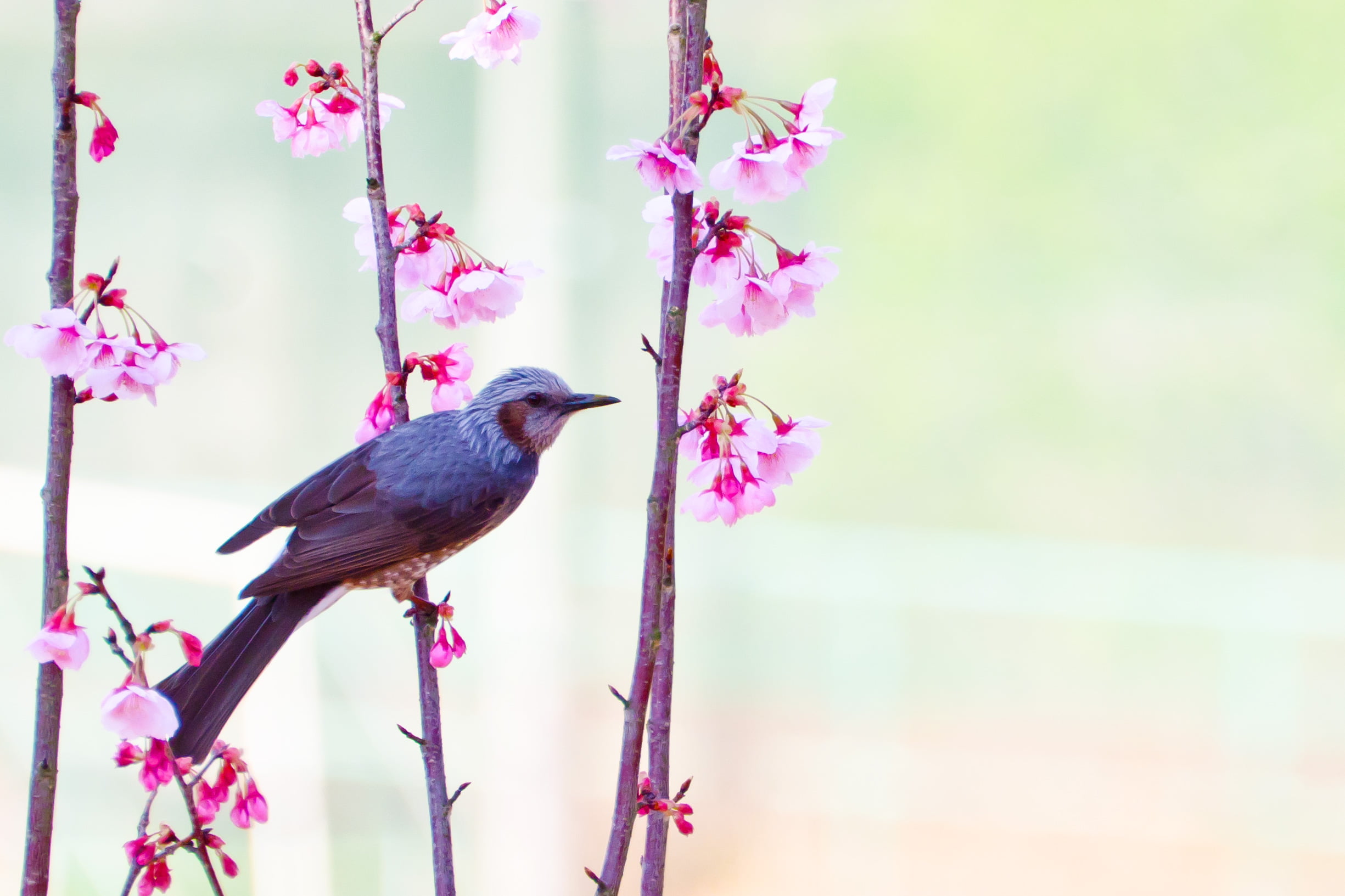 grey and white small beak bird perched on pink flower plant at daytime brown eared bulbul 2k