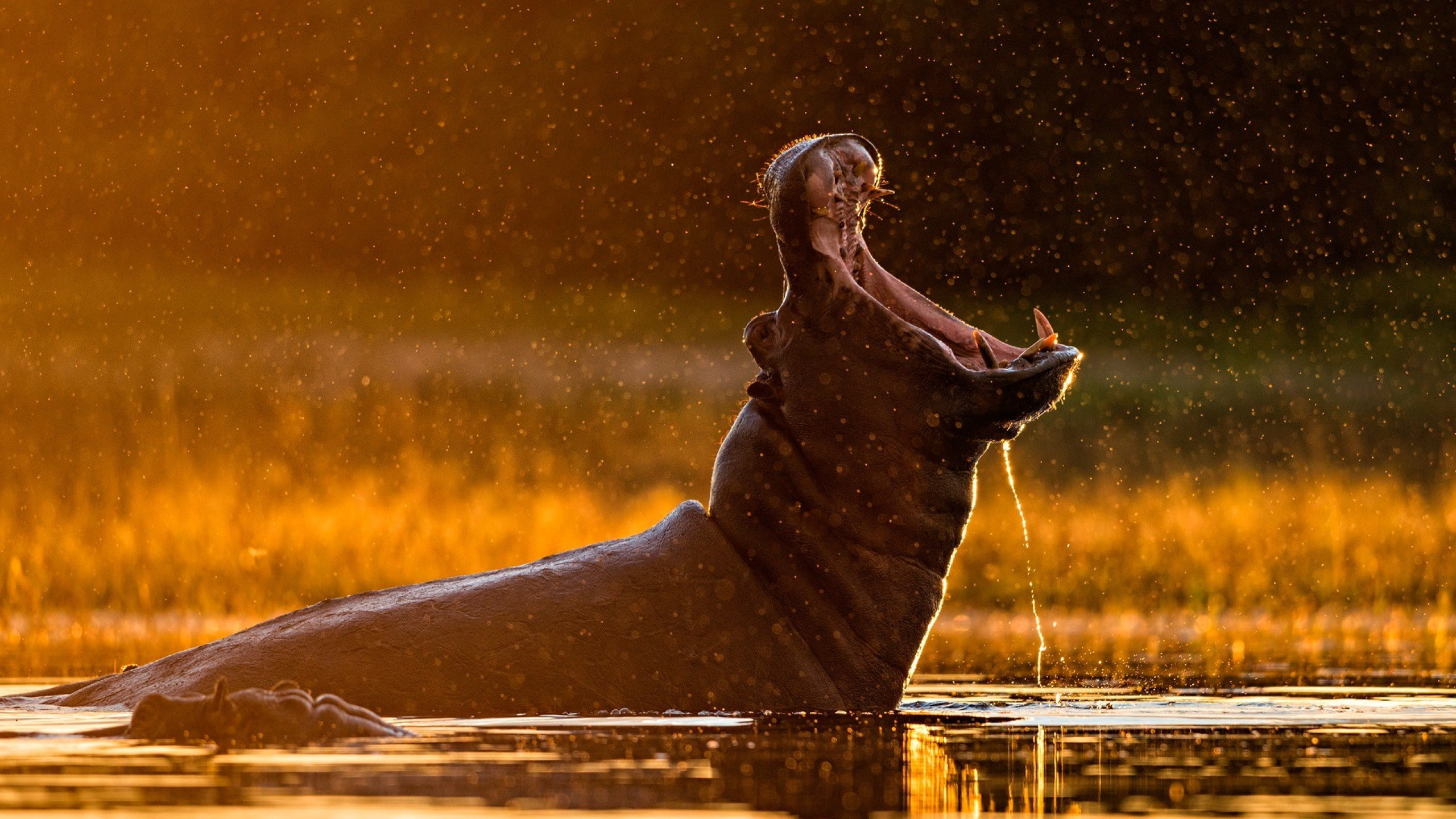 hippos sunlight water drops bokeh wildlife nature side view 2k