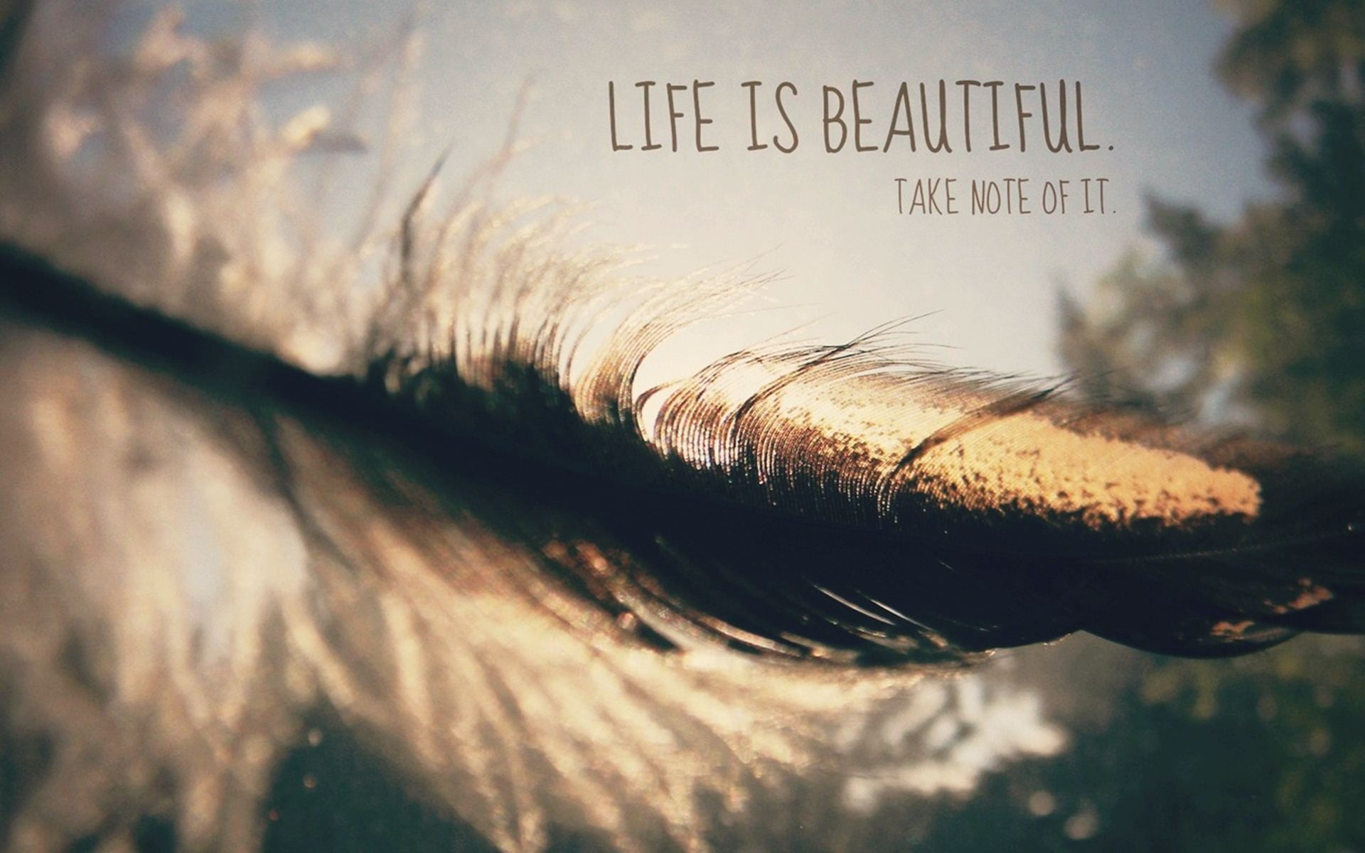 Life is Beautiful Take Note of It shallow focus photography black and gray feather 2k
