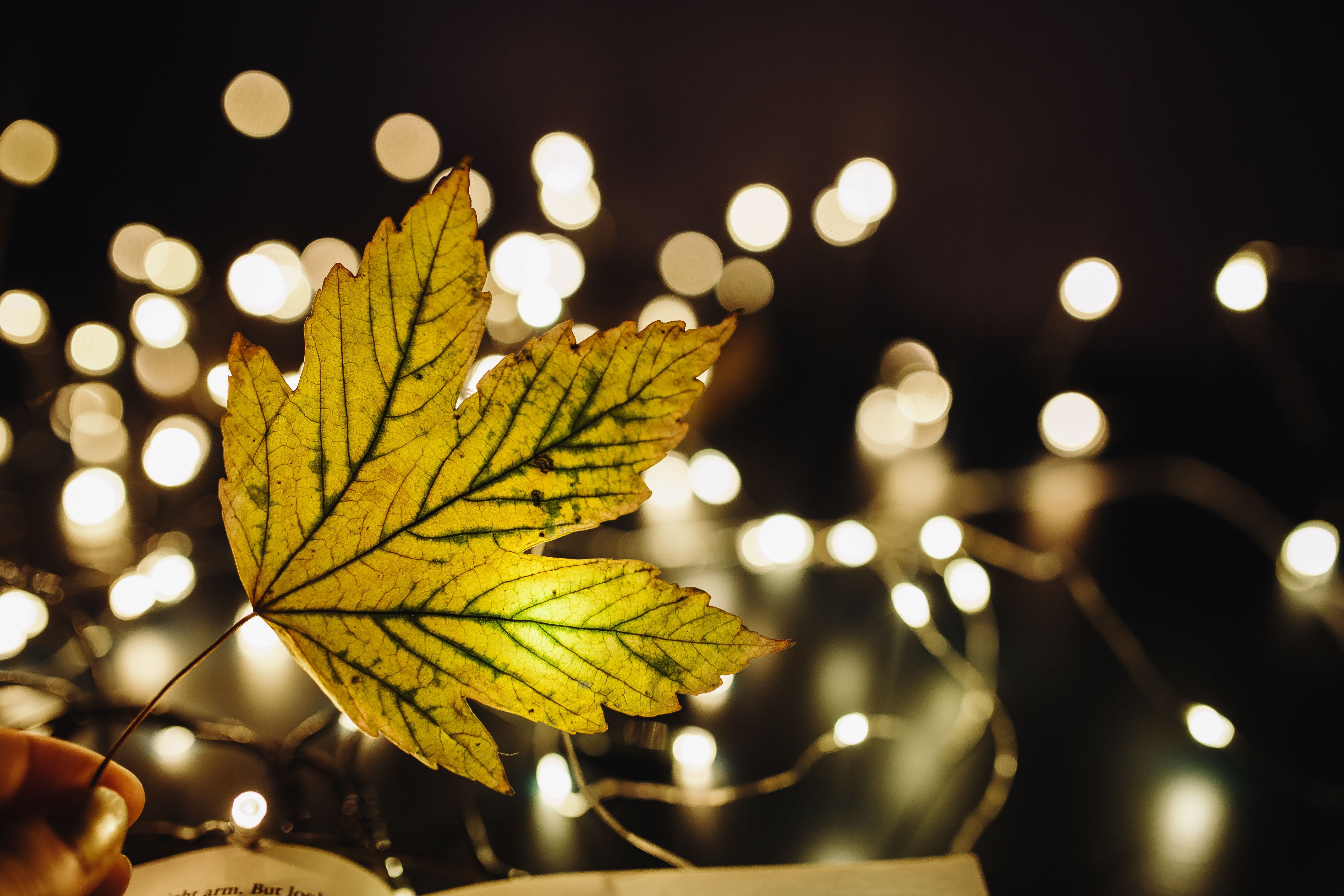 Making Magic with Fairy Lights time decoration bokeh leaf 2k 4k 5k