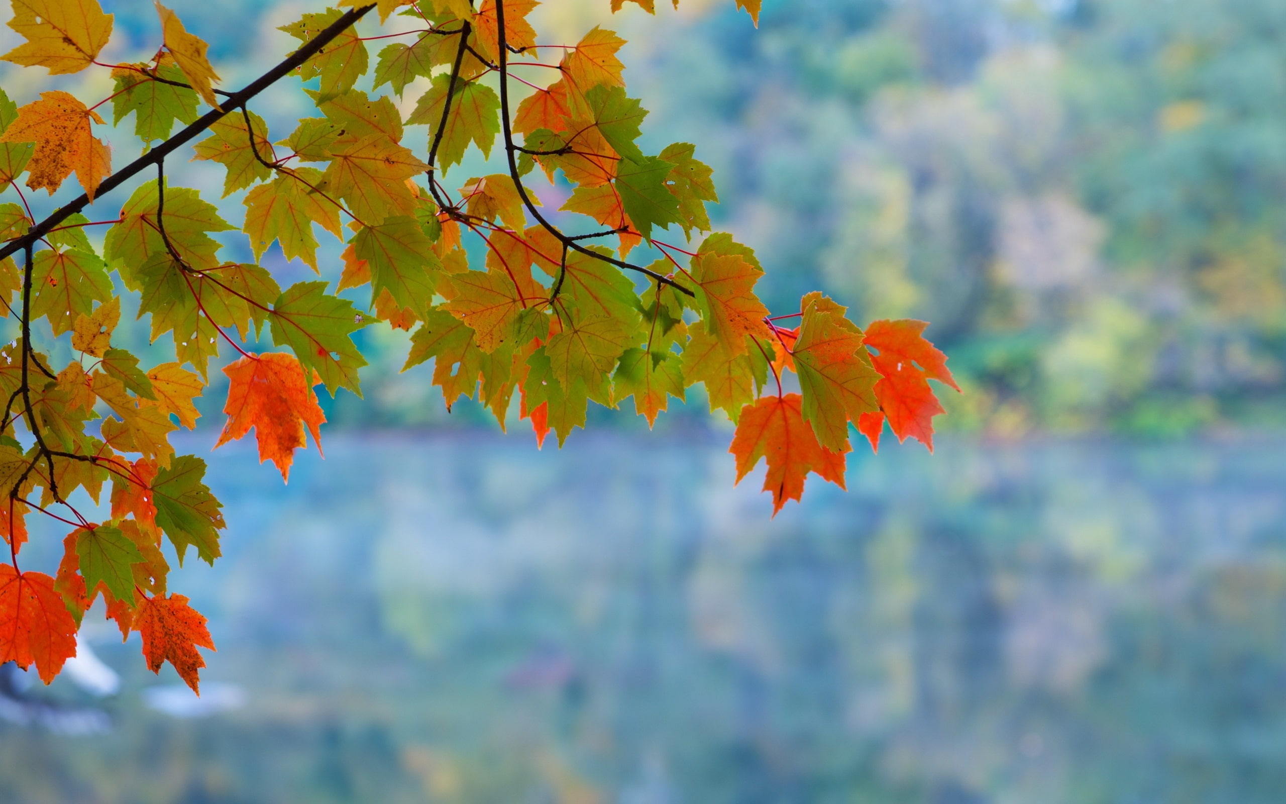 Maple leaves branch autumn red green bokeh 2k