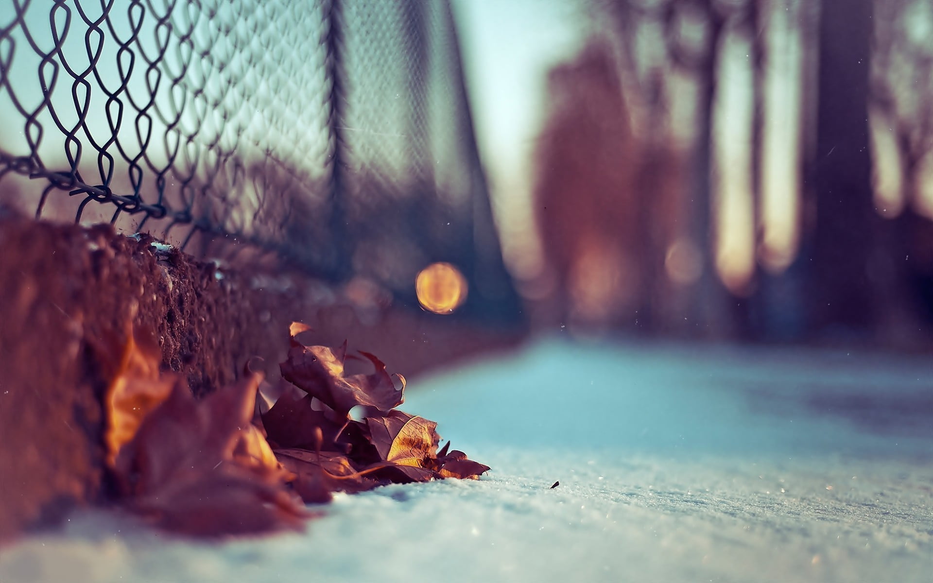 maple leaves selective focus photography of dried fence 2k