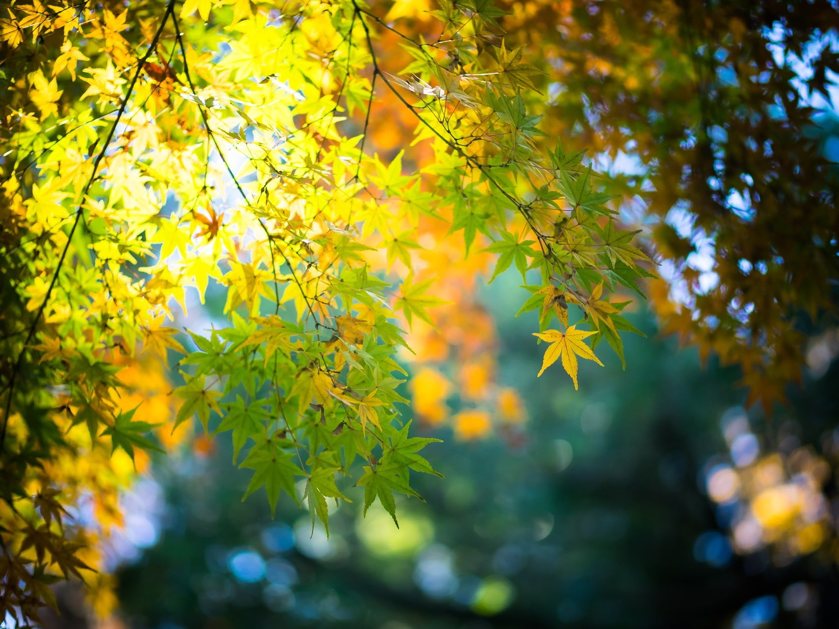 maple tree leaves fall bokeh nature autumn plant 2k