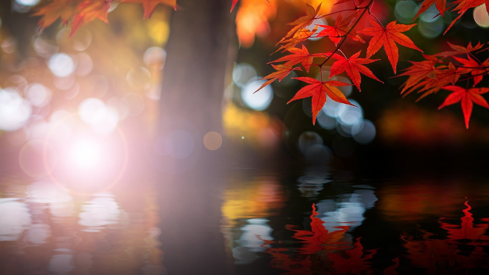 orange maple leafs untitled nature trees leaves bokeh 2k