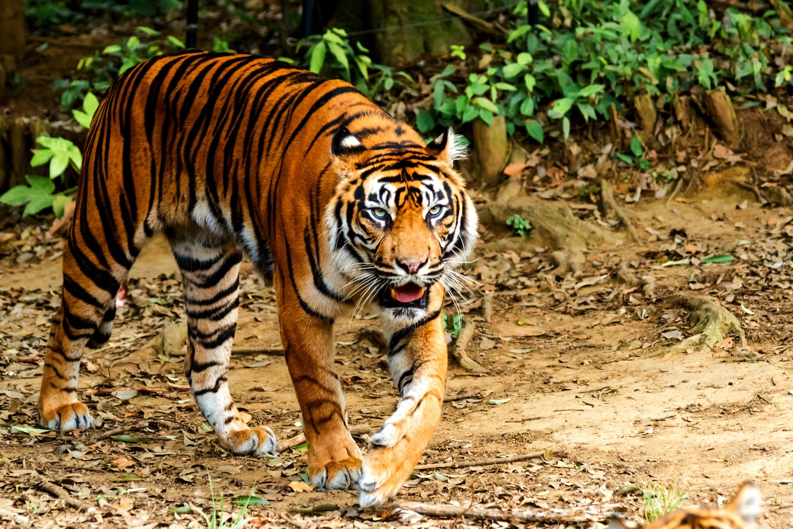 person taking photo of tiger during daytime sumatran 2k 4k 5k