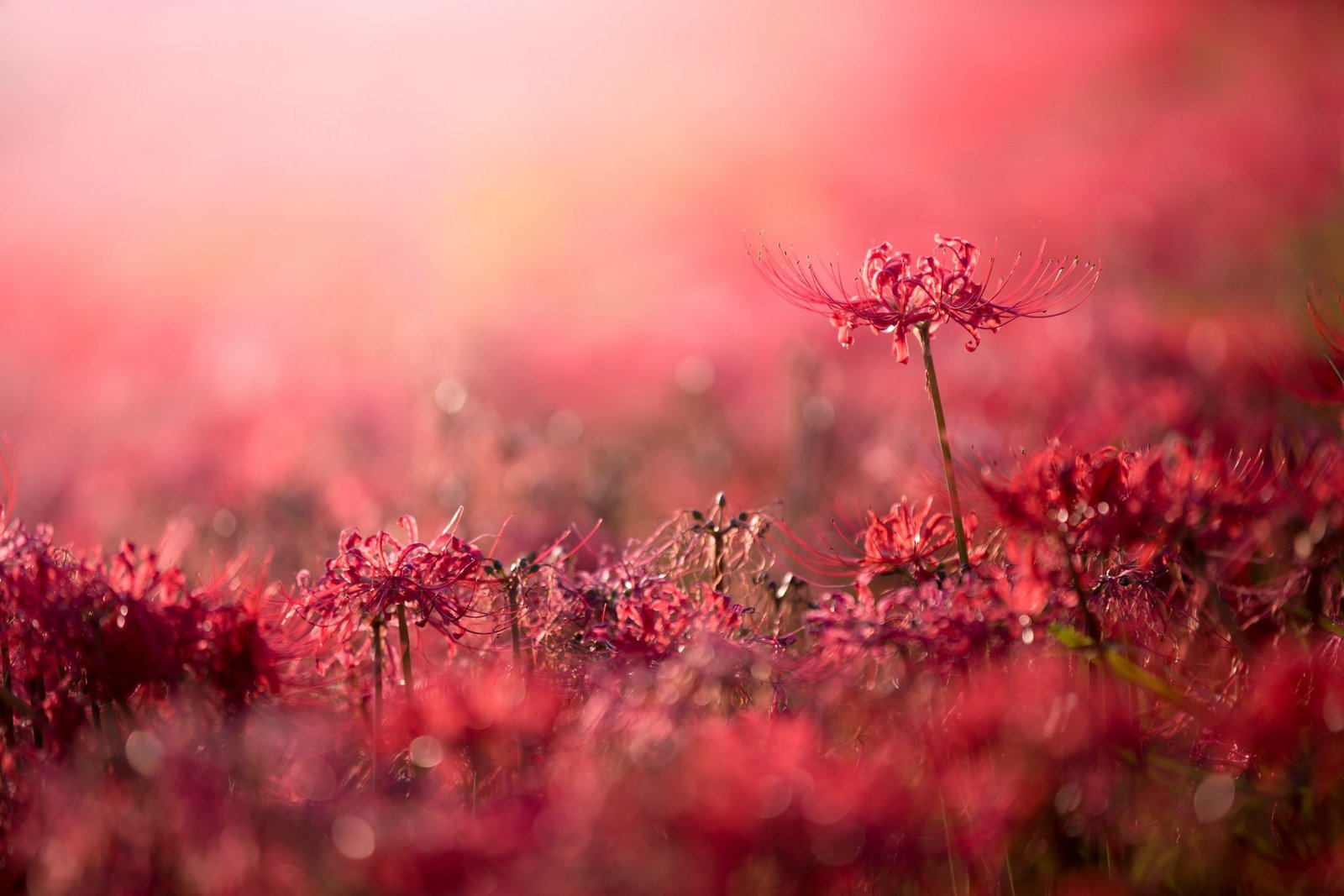 plants flowers red bokeh depth of field beauty in nature 2k