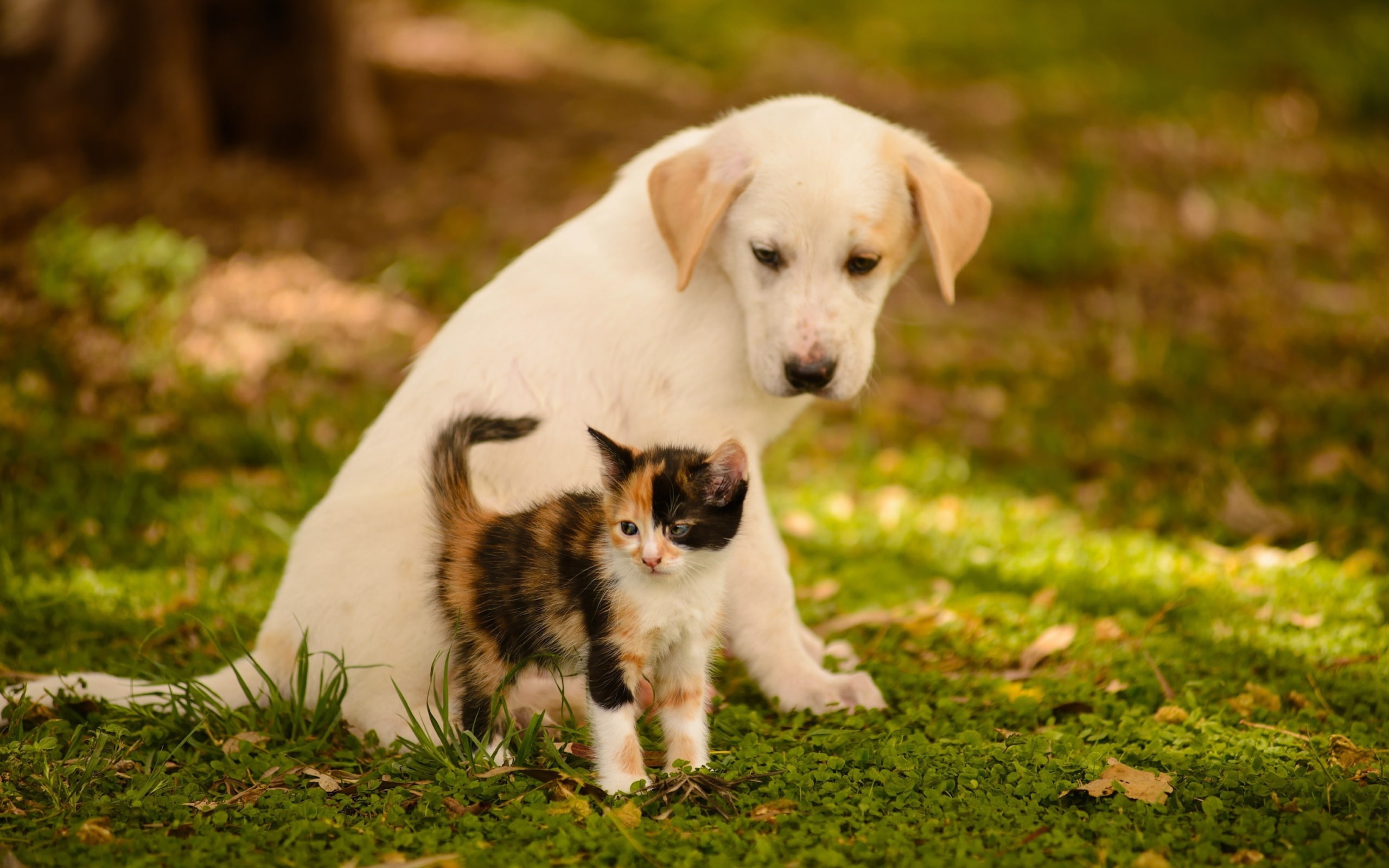 Puppy Kitten green friends dog cat bokeh animals 2k