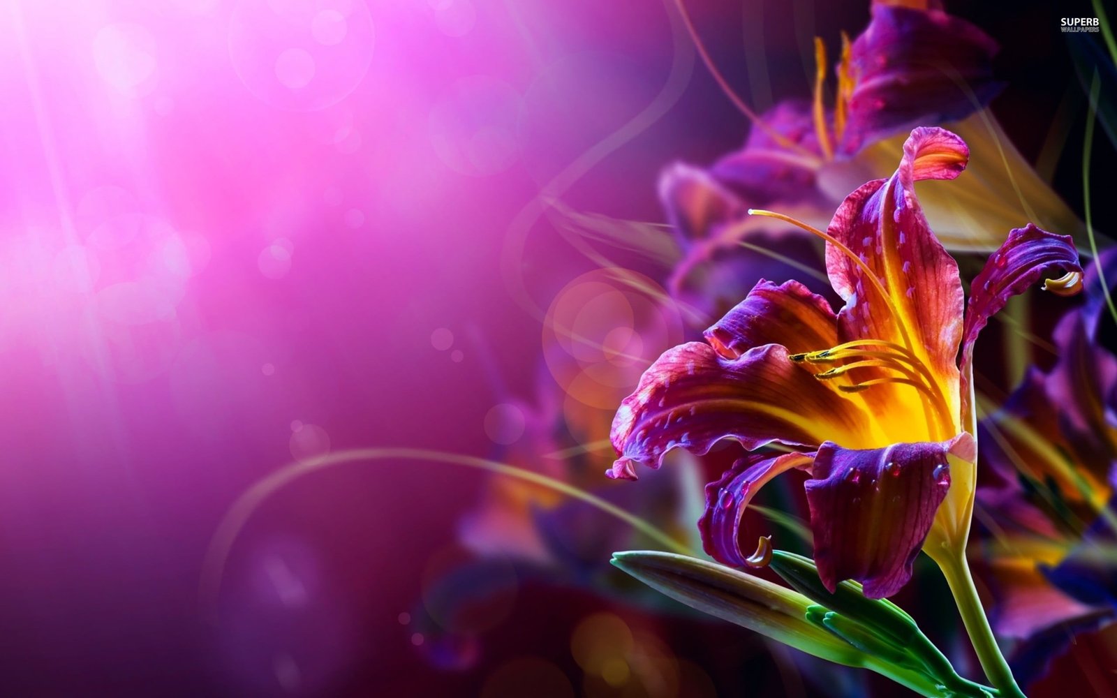 purple and yellow lily flower in selective focus photography 2k