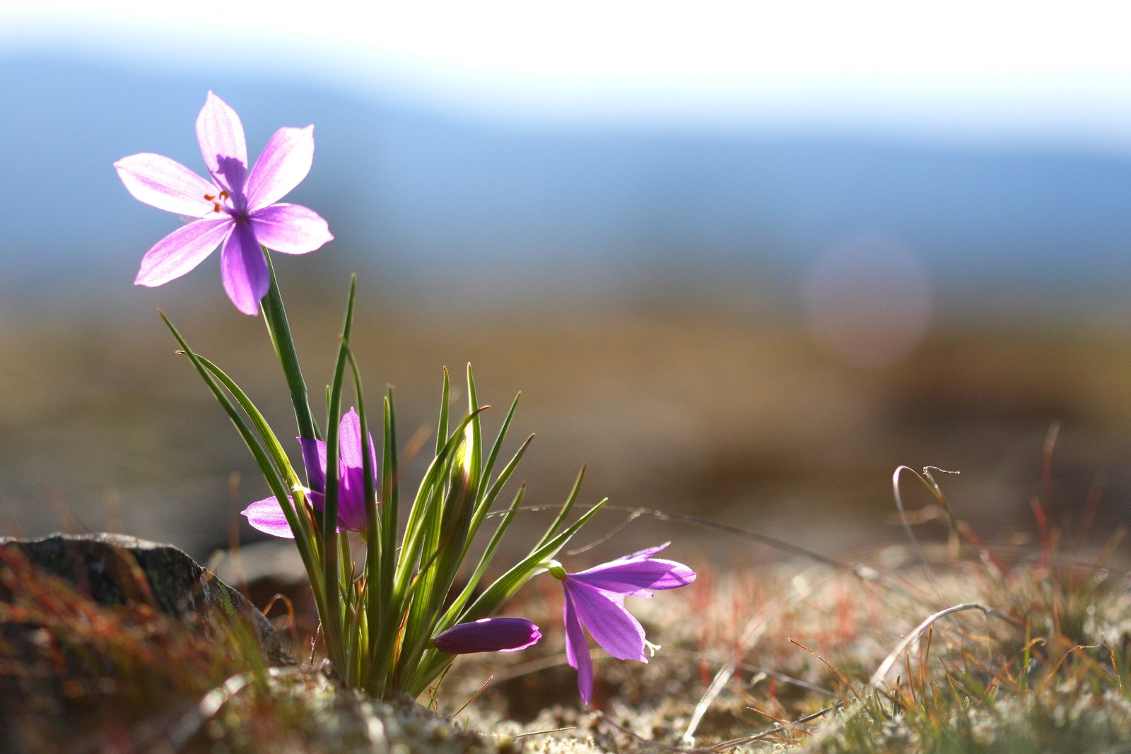purple petal flower closeup photography in the light Catherine Creek 2k 4k
