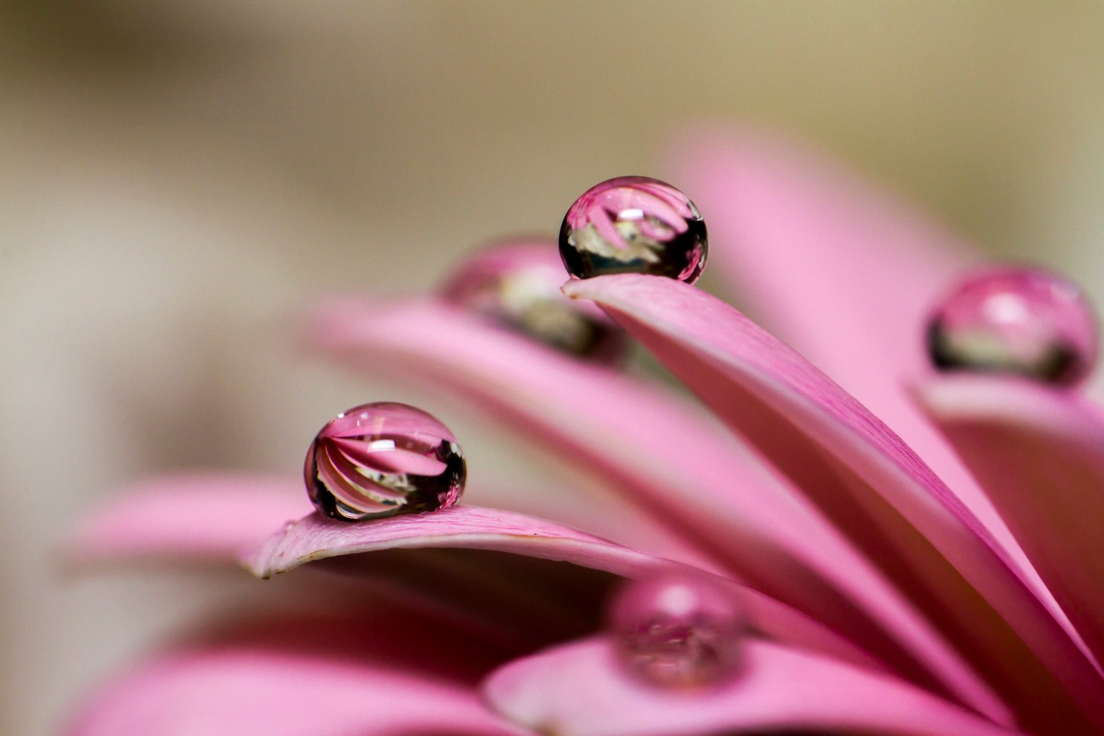 purple petals with water drop during daytime Natural Marbles 2k 4k 5k
