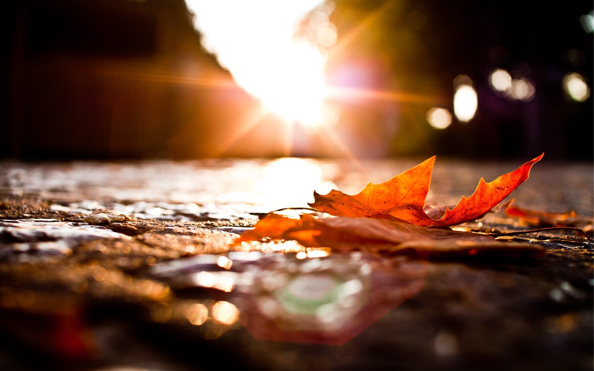 red dried leaf sunlight over maple on pavement fall nature 2k