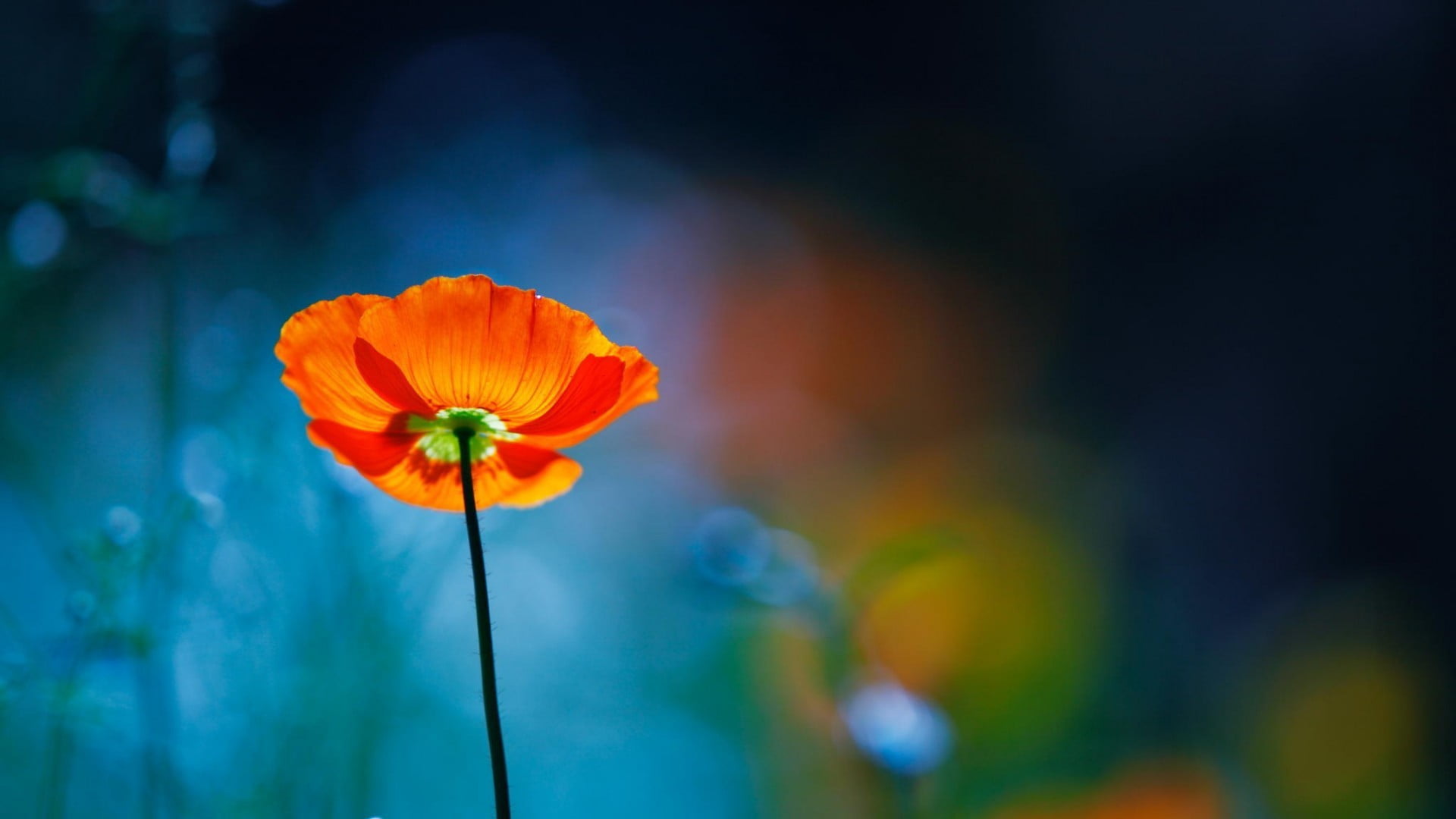 red poppy flower flowers poppies bokeh nature plants flowering plant 2k