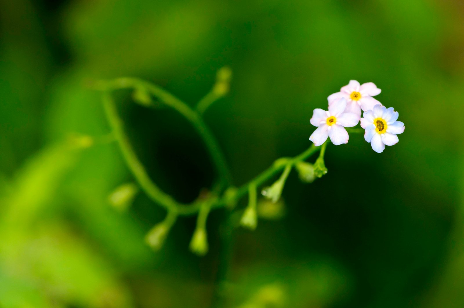 selective focus photo of white petaled flower tiny soft 2k 4k