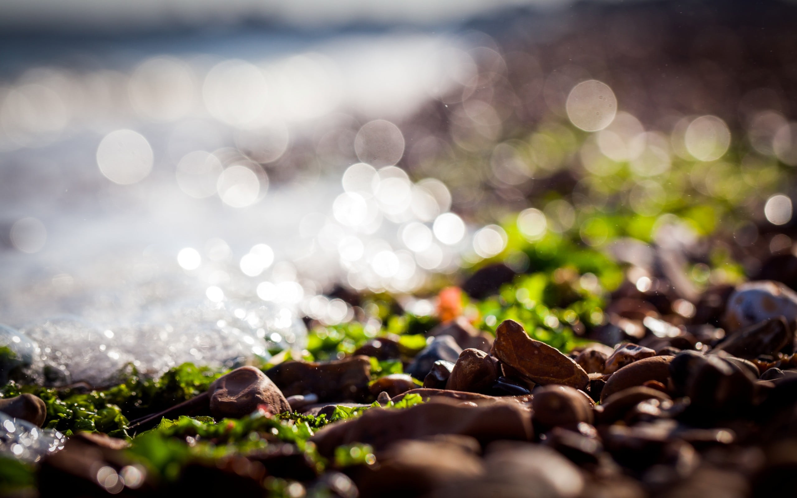 selective focus photography of brown stone beside ocean 2k