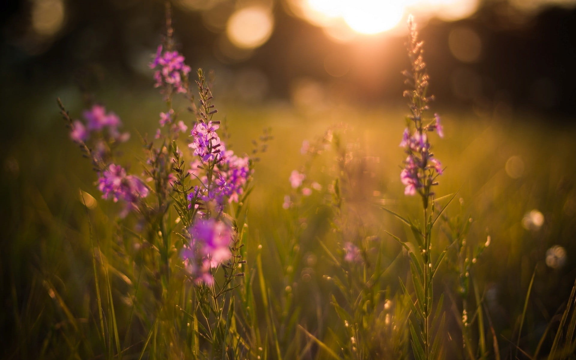 selective focus photography of pink petaled flower flowers purple 2k