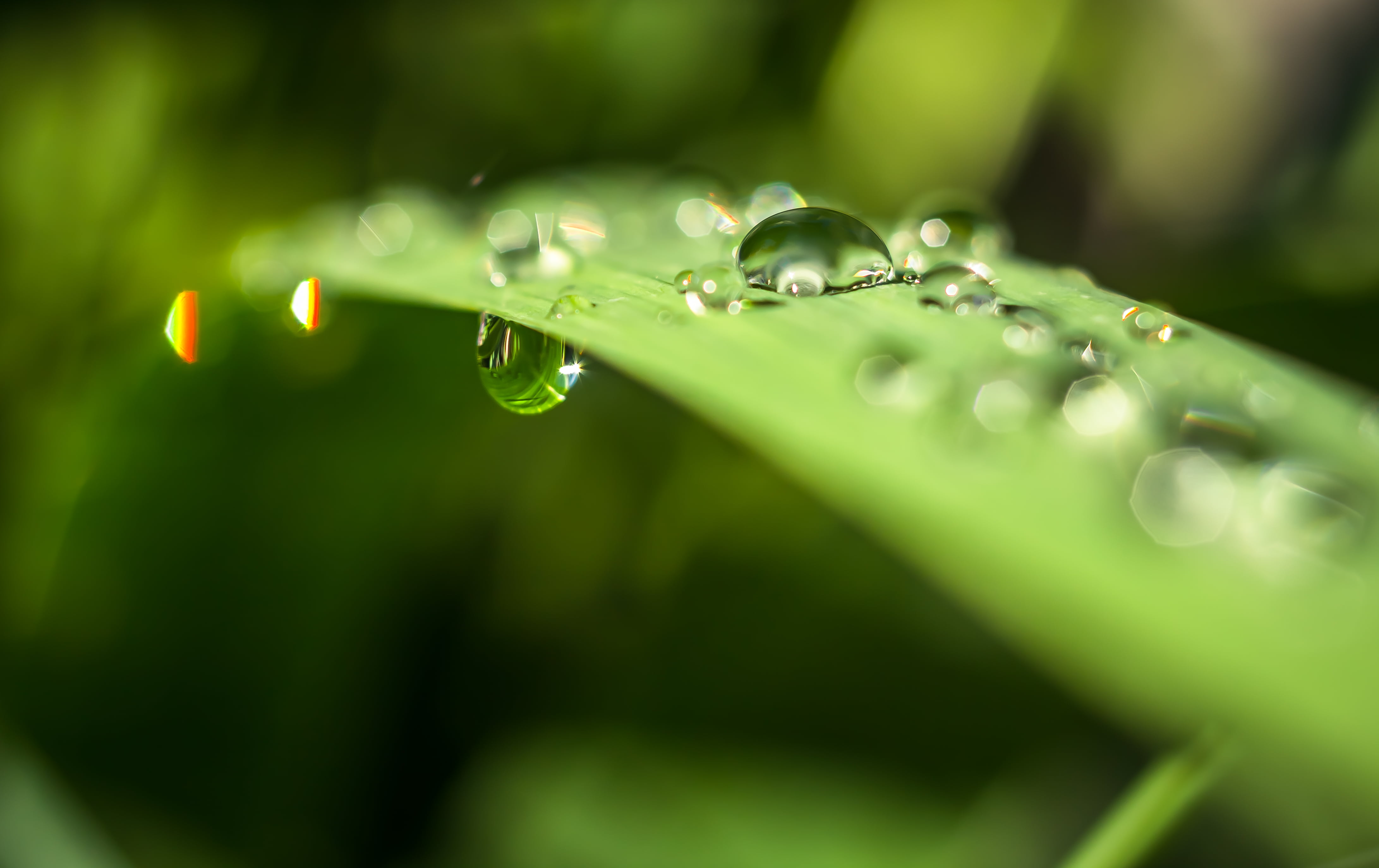 selective focus photography of water dew on green leaf Gravity 2k 4k