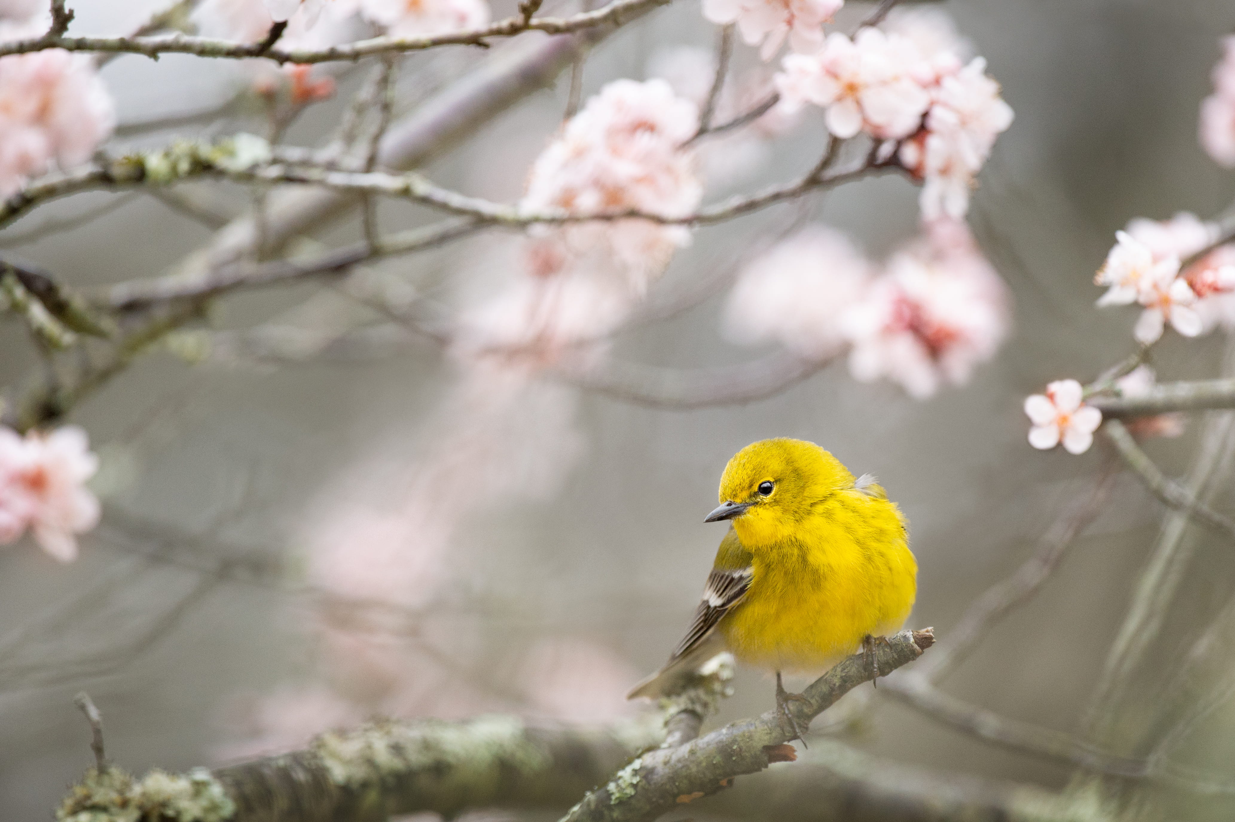 selective focus photography of yellow bird on tree branch perched at daytime 2k 4k