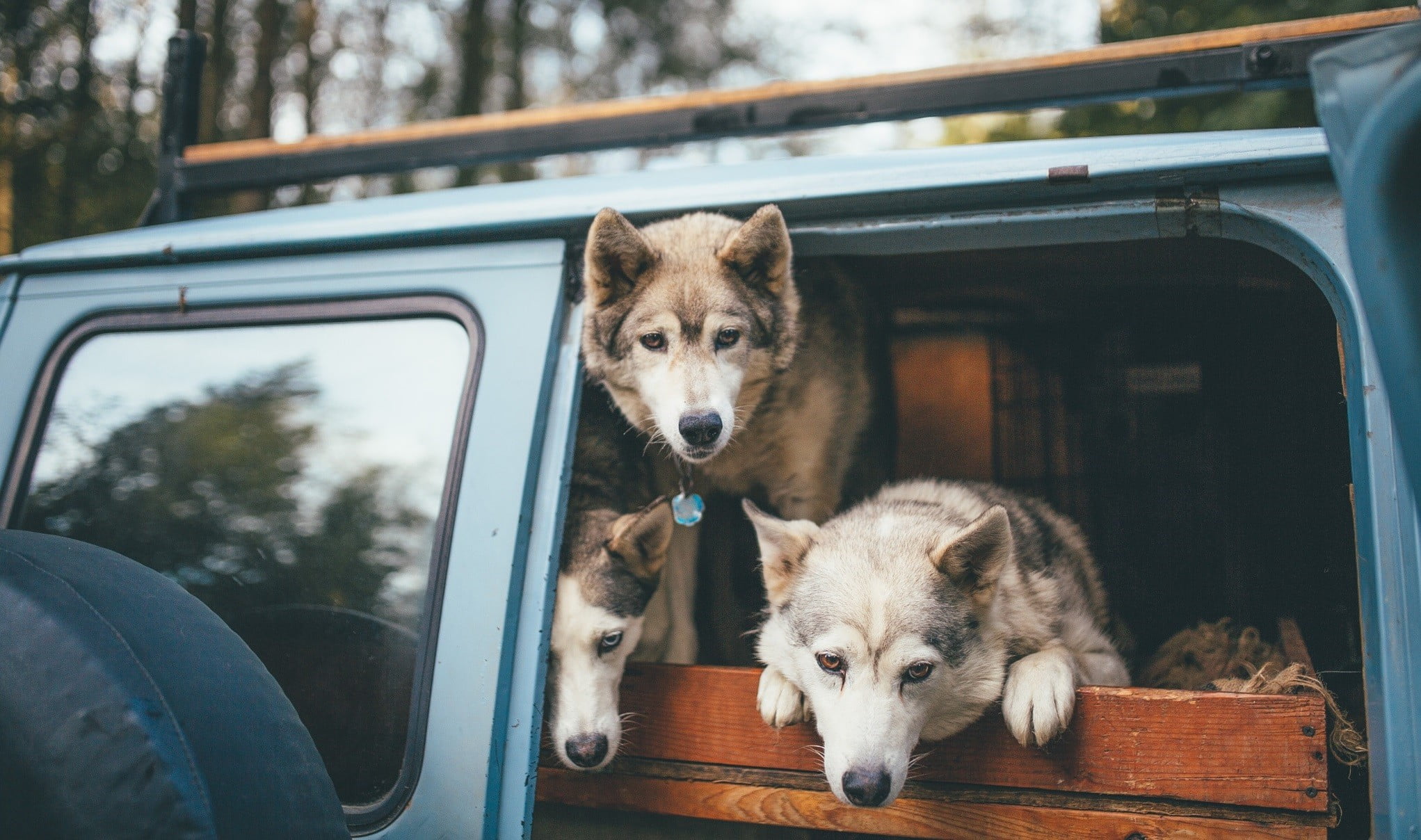three brown Siberian Huskies animals bokeh wood wolf Van 2k