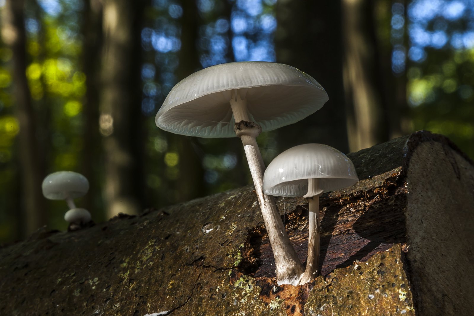 three white Mushroom plants Forest Floor Looking Up fungi 2k 4k