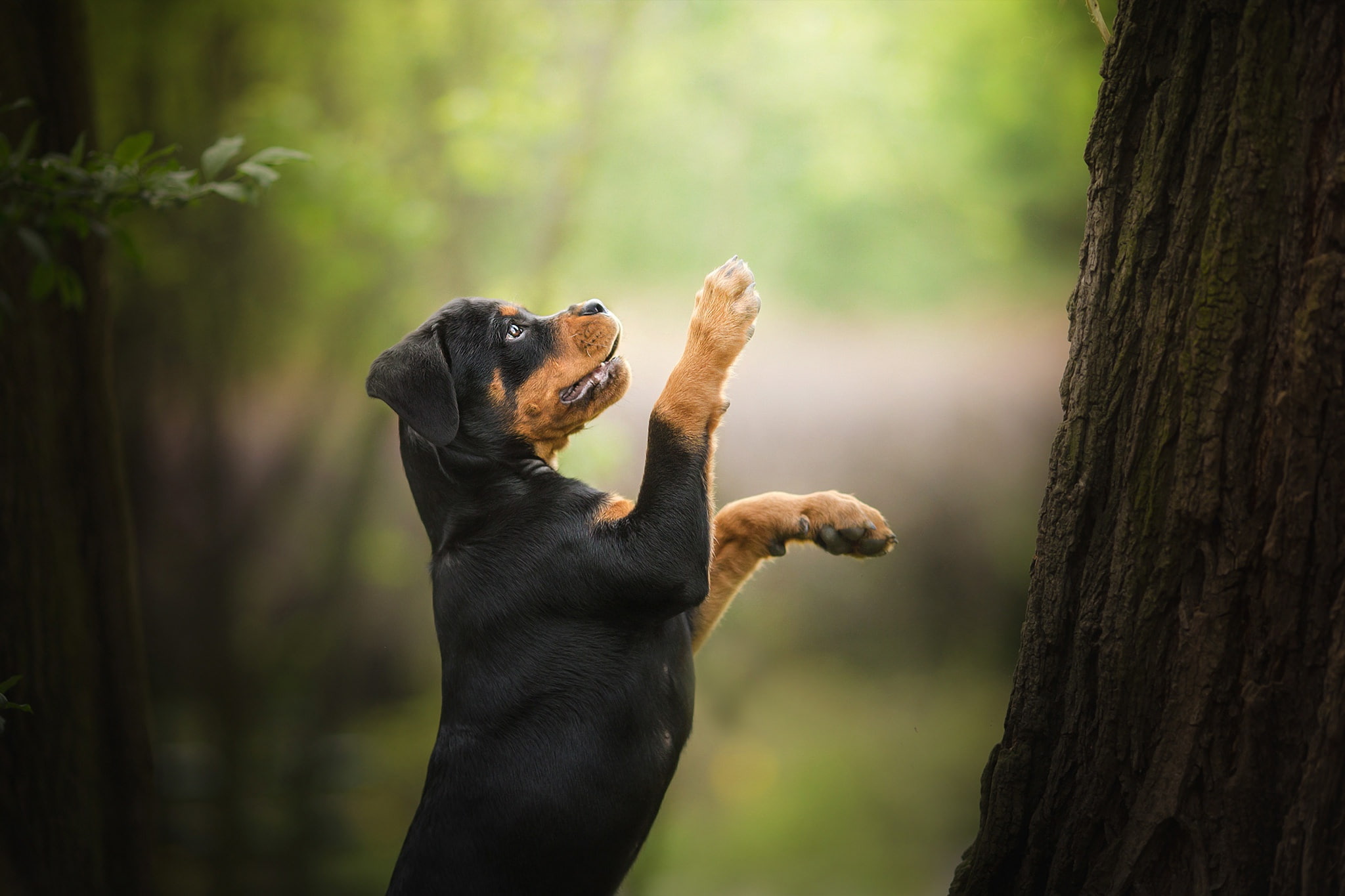 tree dog paws puppy stand bokeh Rottweiler 2k