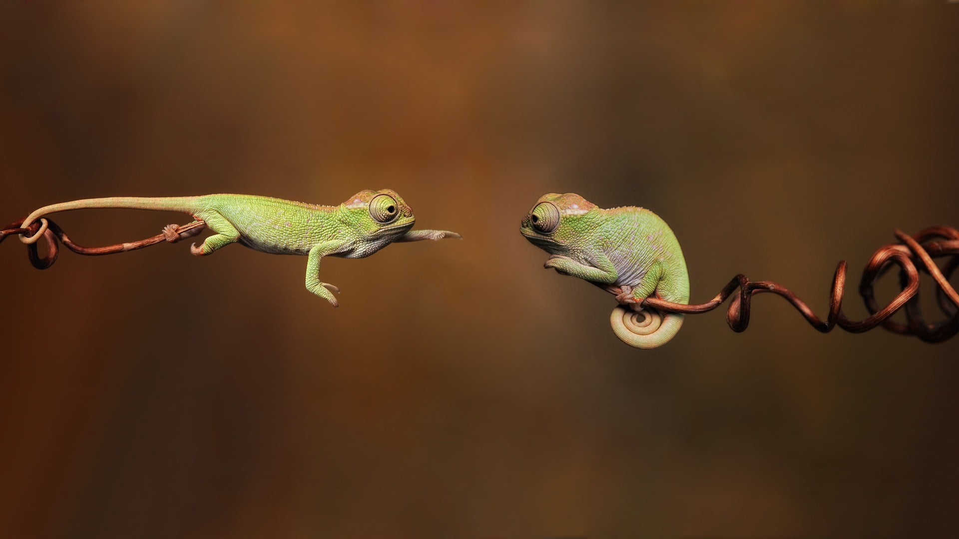 two green chamelions bokeh photo of chameleons during daytime 2k