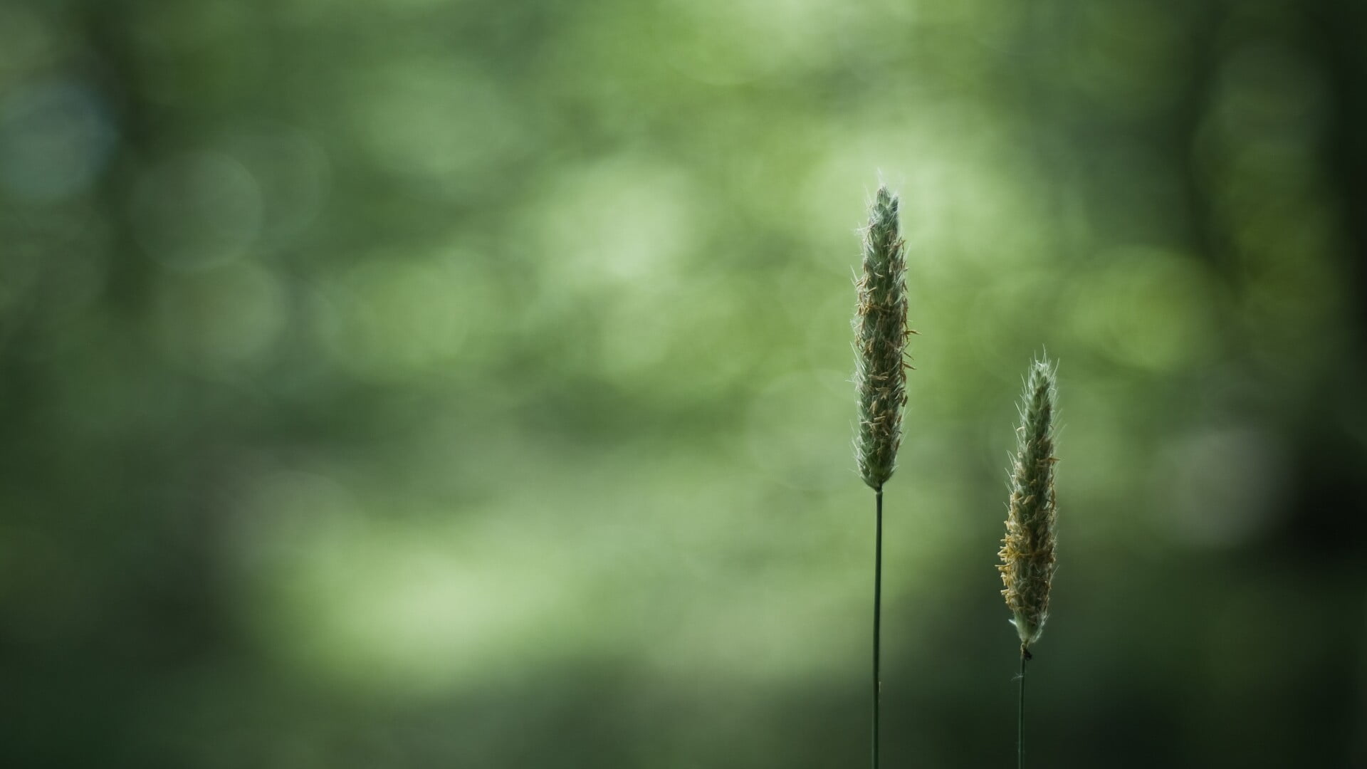 two green grasses macro closeup blurred bokeh plants growth 2k