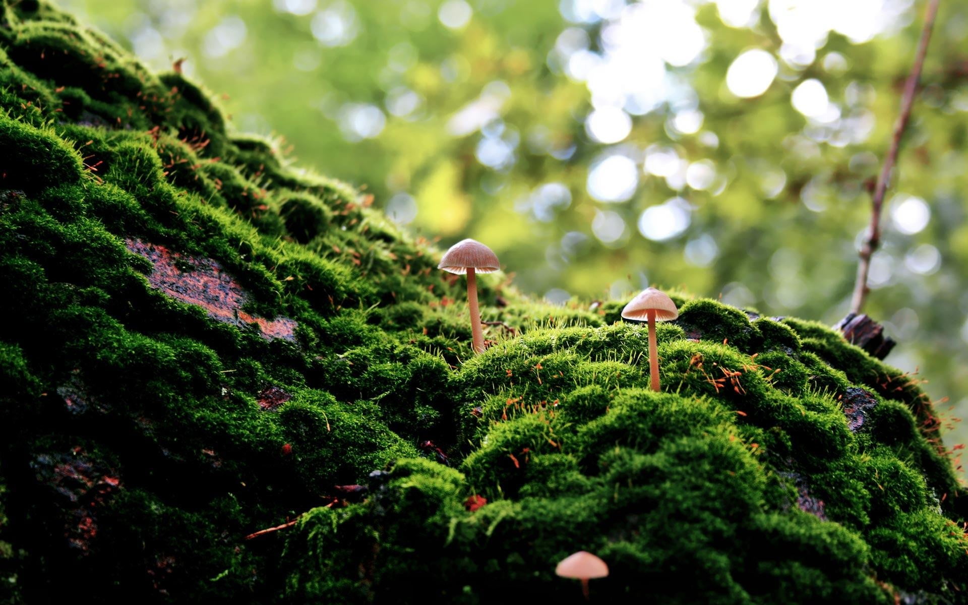 two pink mushtrooms moss forest bokeh macro nature mushroom 2k