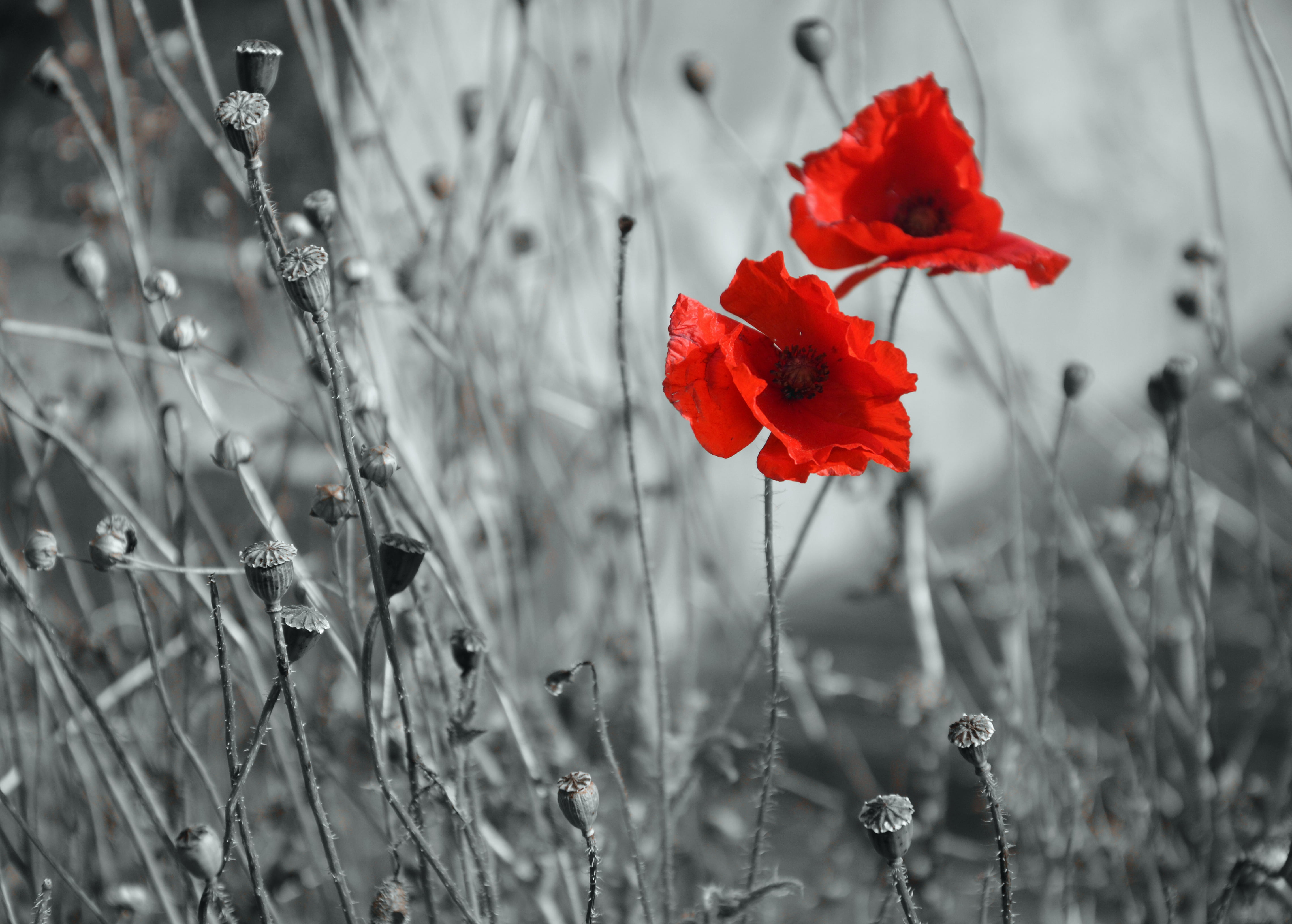 selected color photo of flower Poppies Norfolk Cromer Churchyard 2k 4k 5k