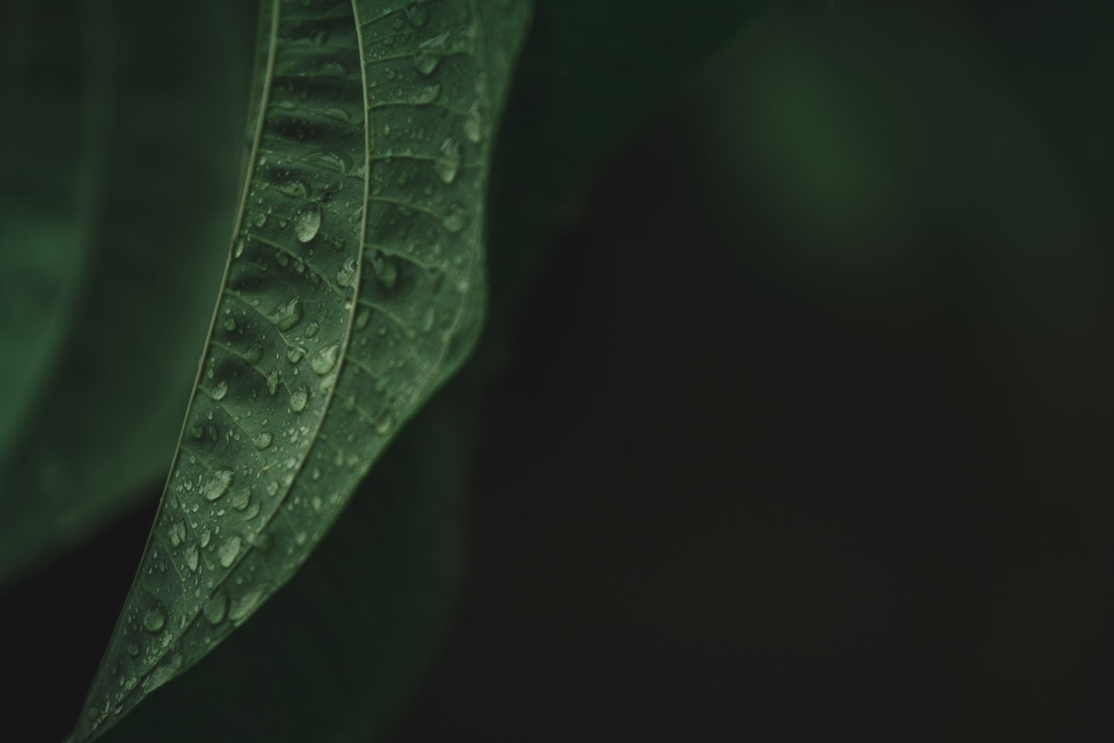 water dews on green leaf veins droplet snake animal reptile 2k 4k 5k