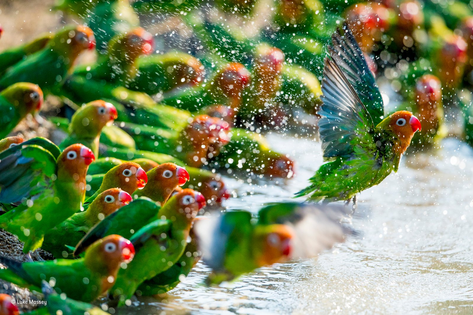 water drops parrot animals colorful nature birds flying 2k
