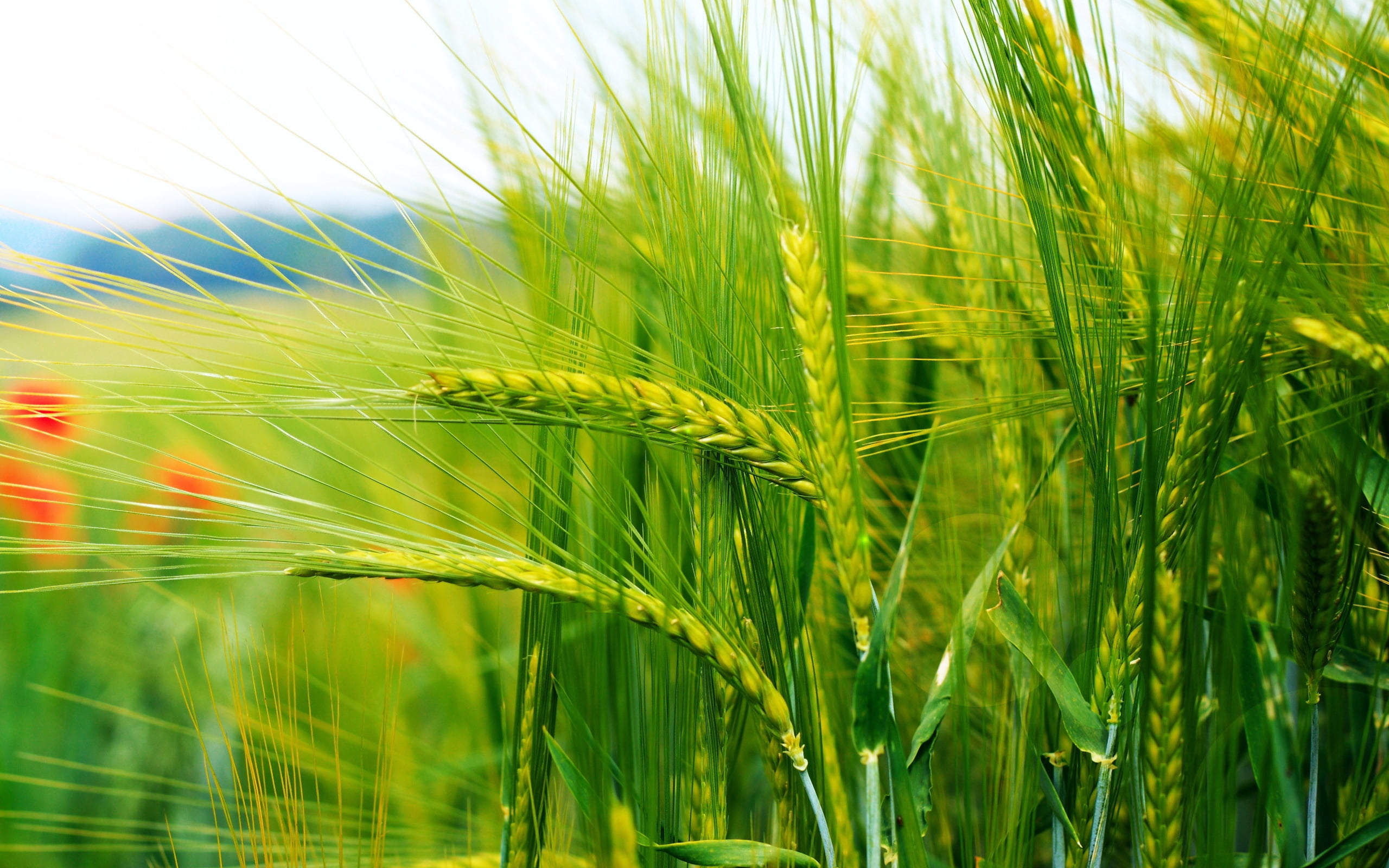 wheat plant cereals bokeh ears stems nature agriculture 2k