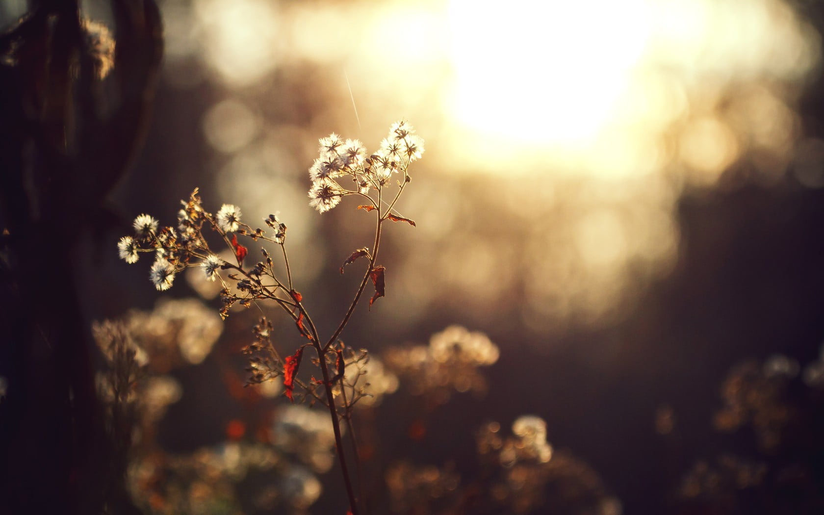 white cluster flowers fall nature bokeh depth of field plants 2k