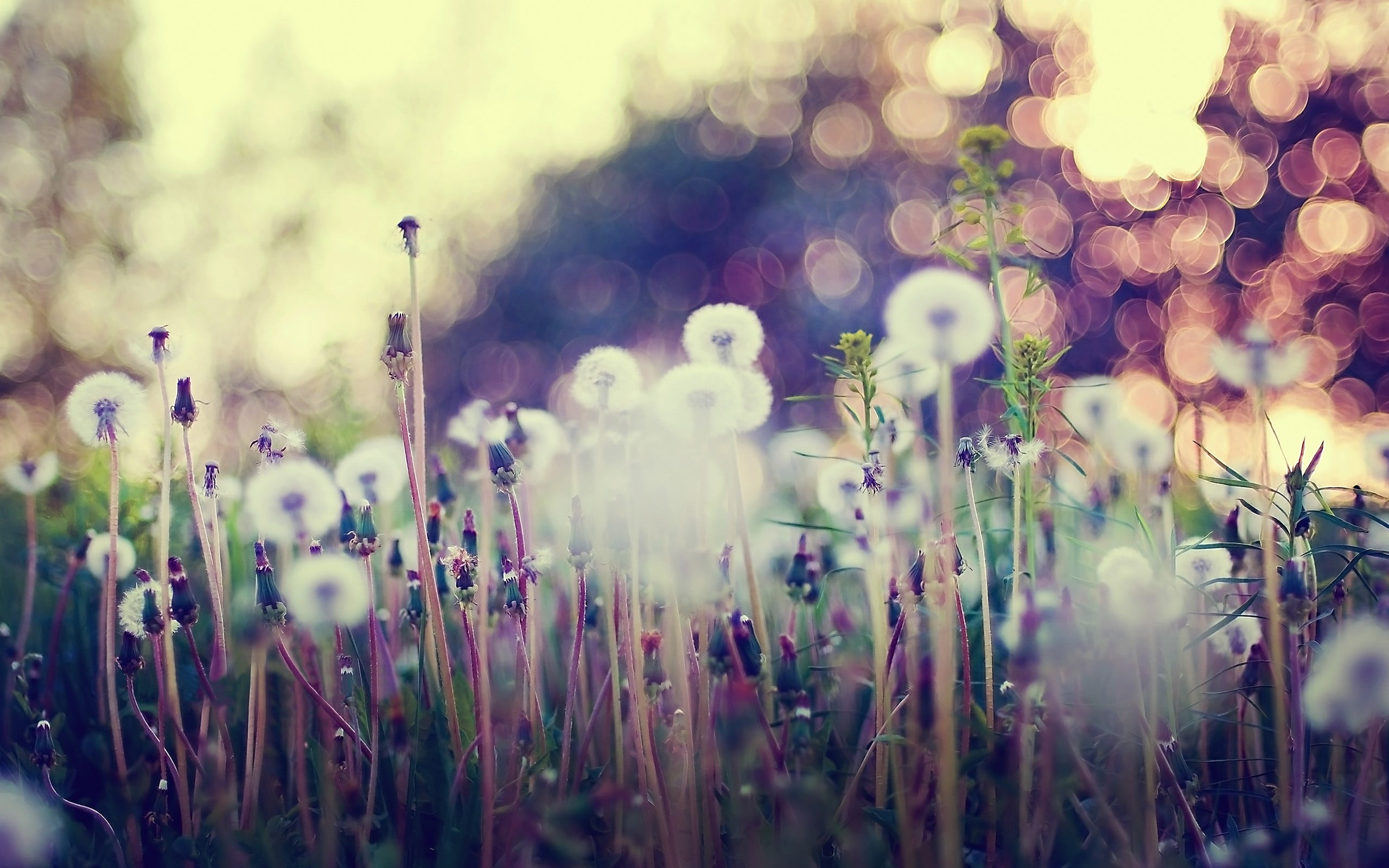 white dandelions flowers lights bokeh plants nature meadow 2k
