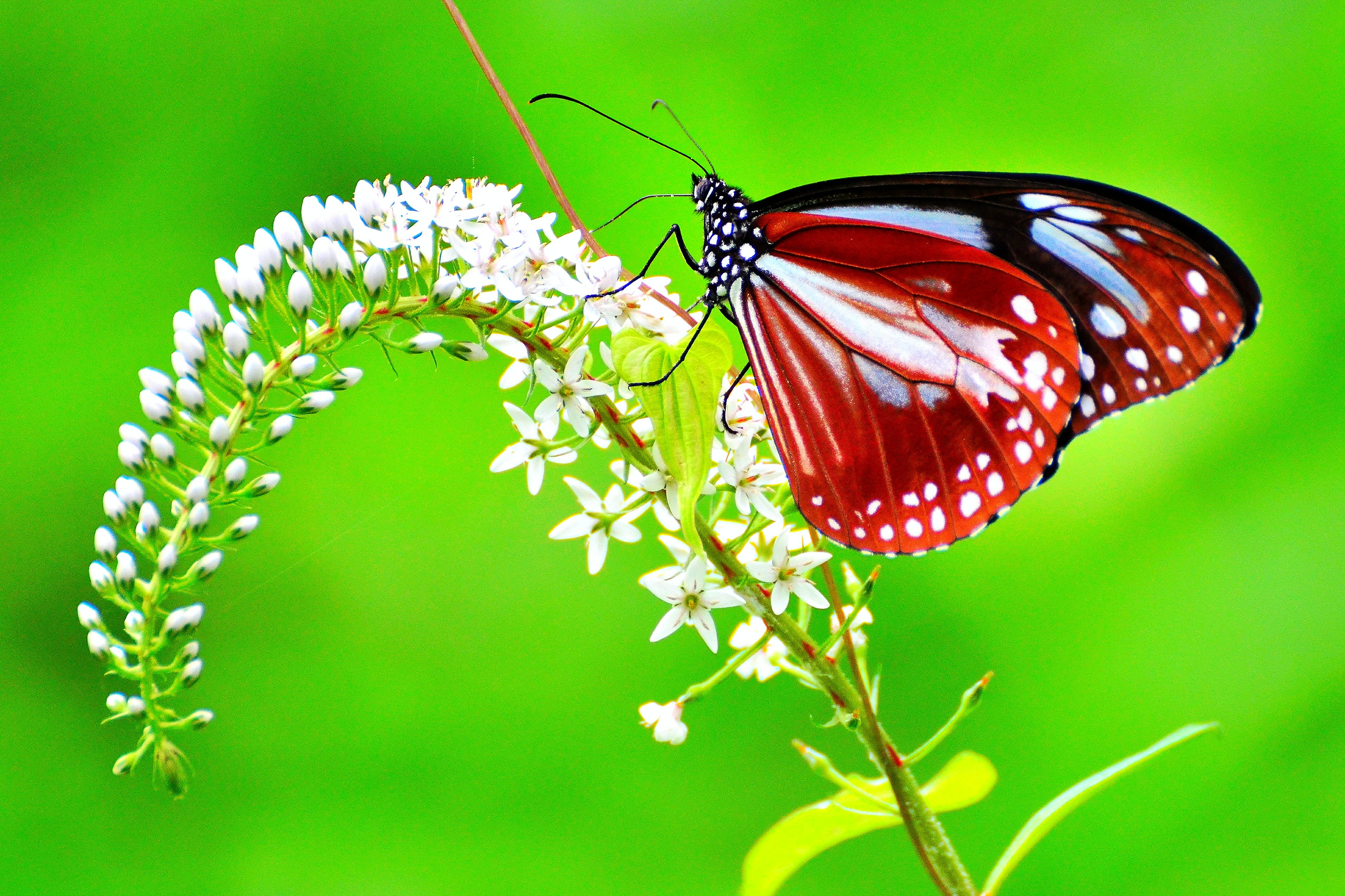 white red and black butterfly chestnut tiger 2k 4k
