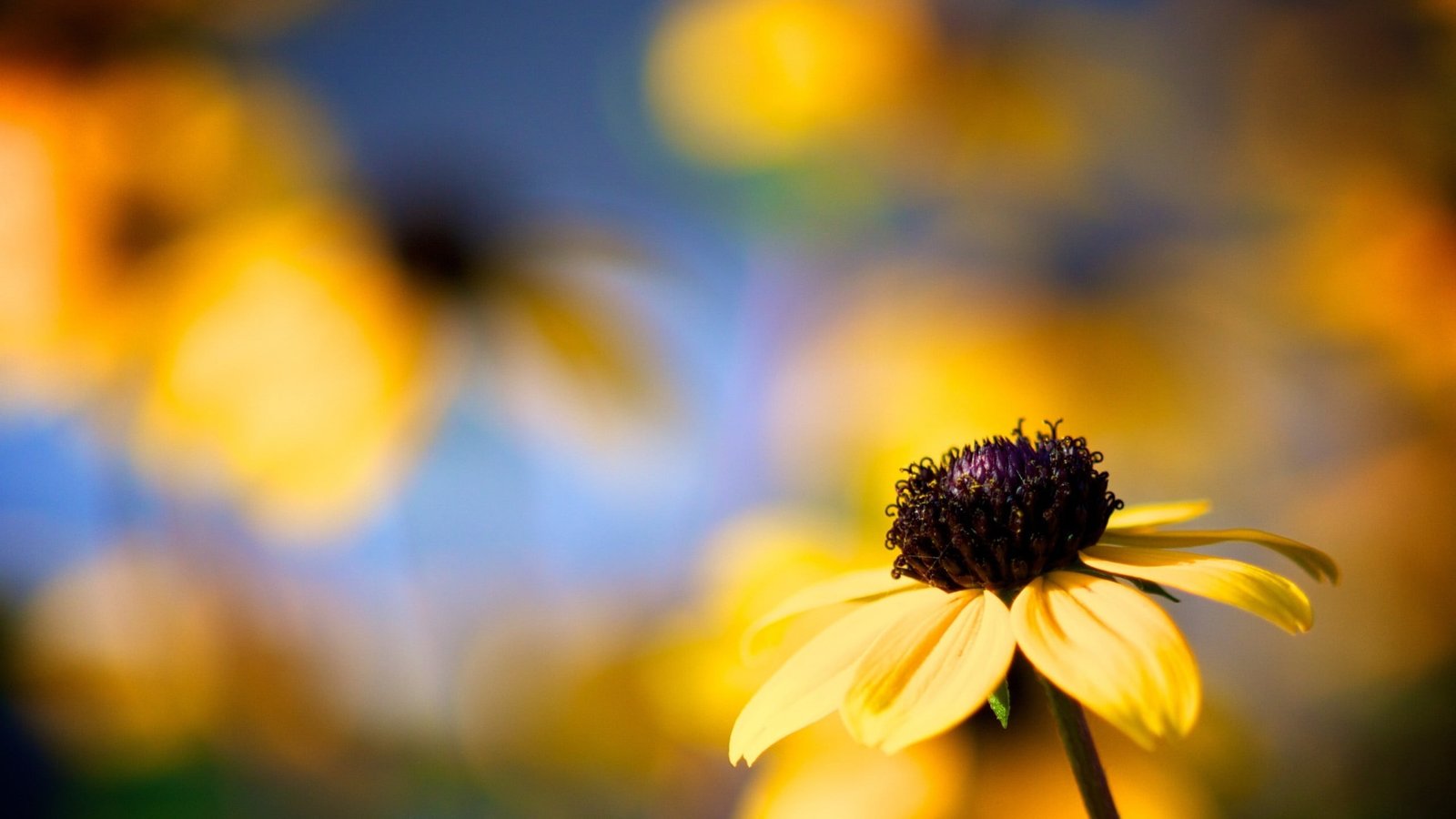 yellow and purple petaled flower flowers plants 2k