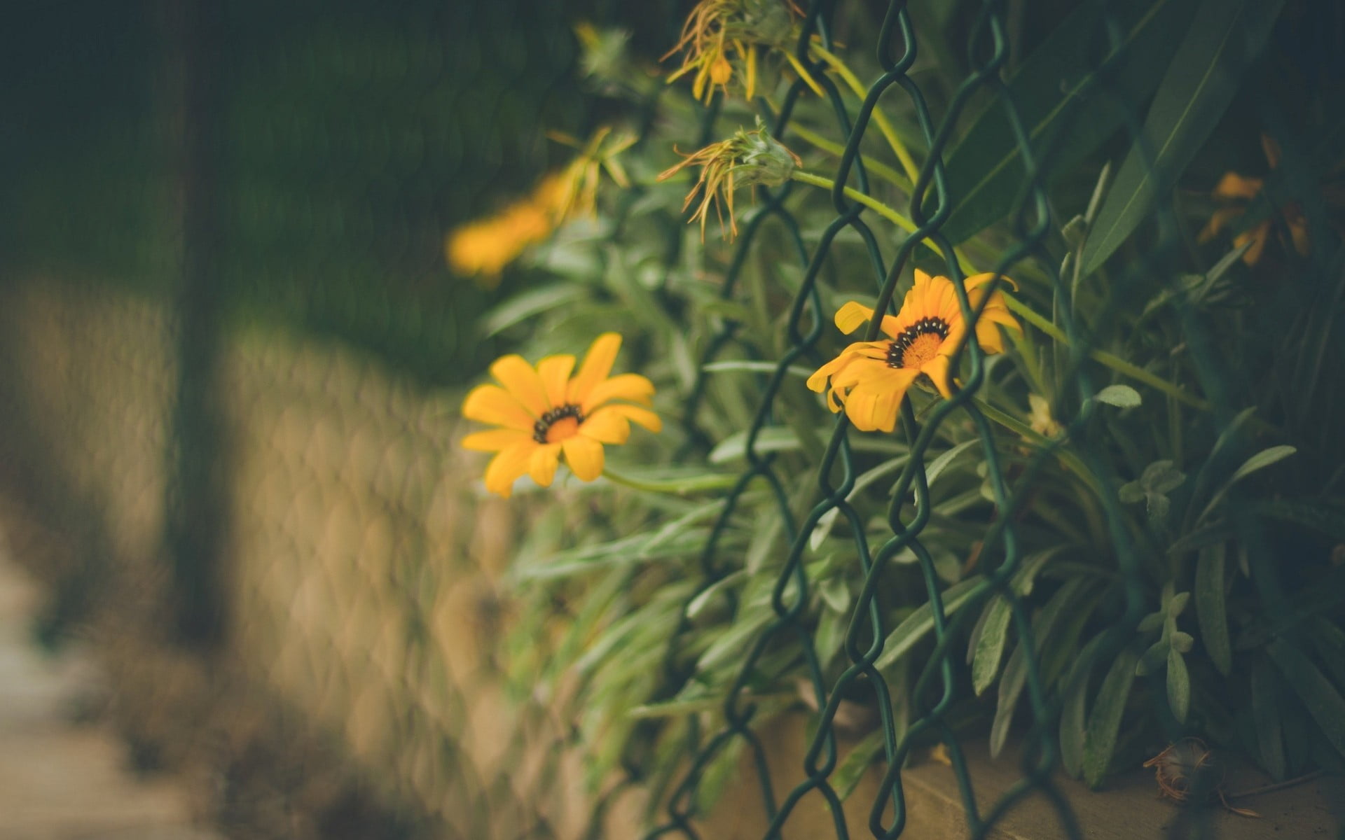 yellow and red petaled flower flowers fence wall blurred 2k