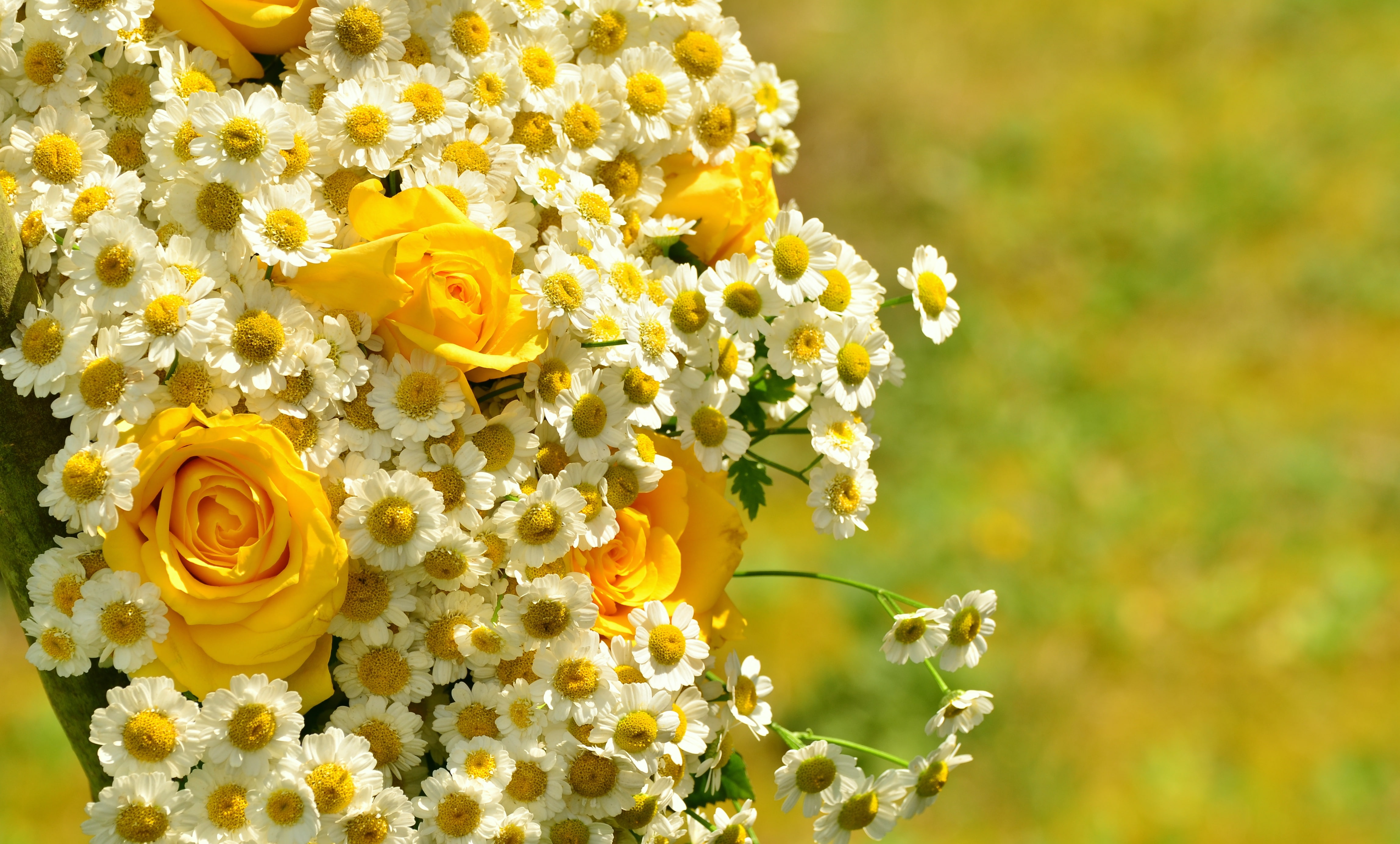yellow roses Chamomile bouquet bokeh flowers flowering plant 2k 4k 5k