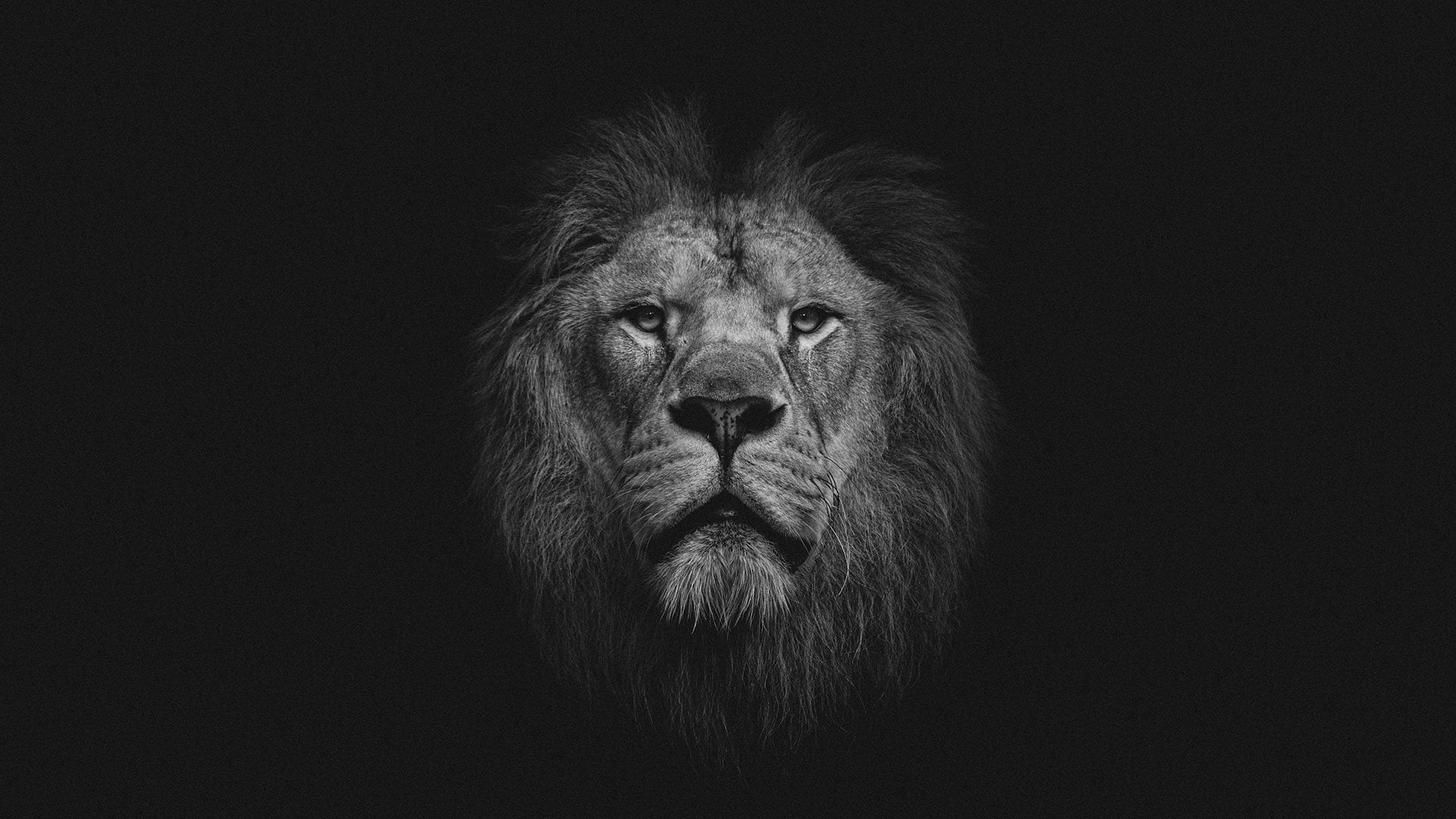 Lion animal amoled dark monochrome 2k