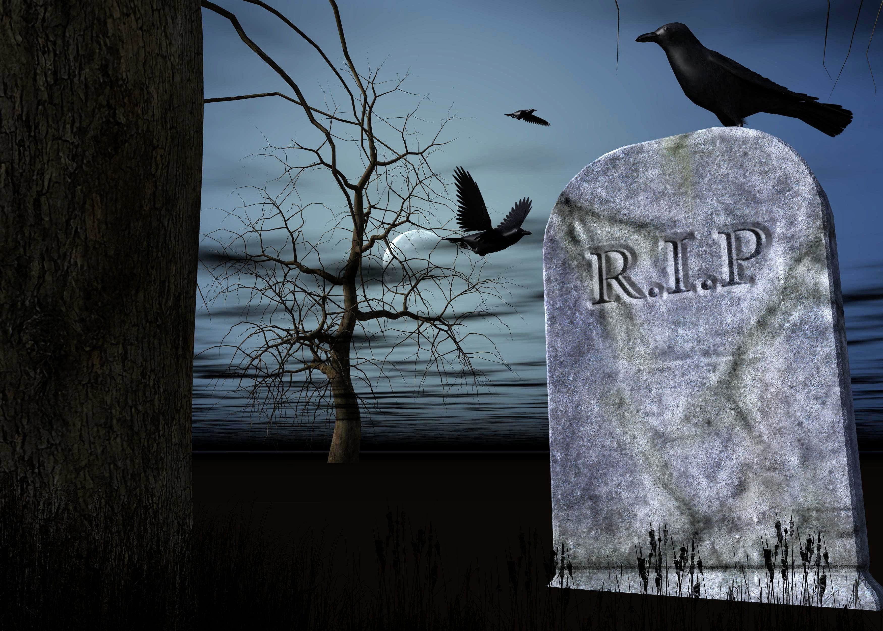 black bird on R I P tomb tombstone raven cemetery mood tree 2k 4k