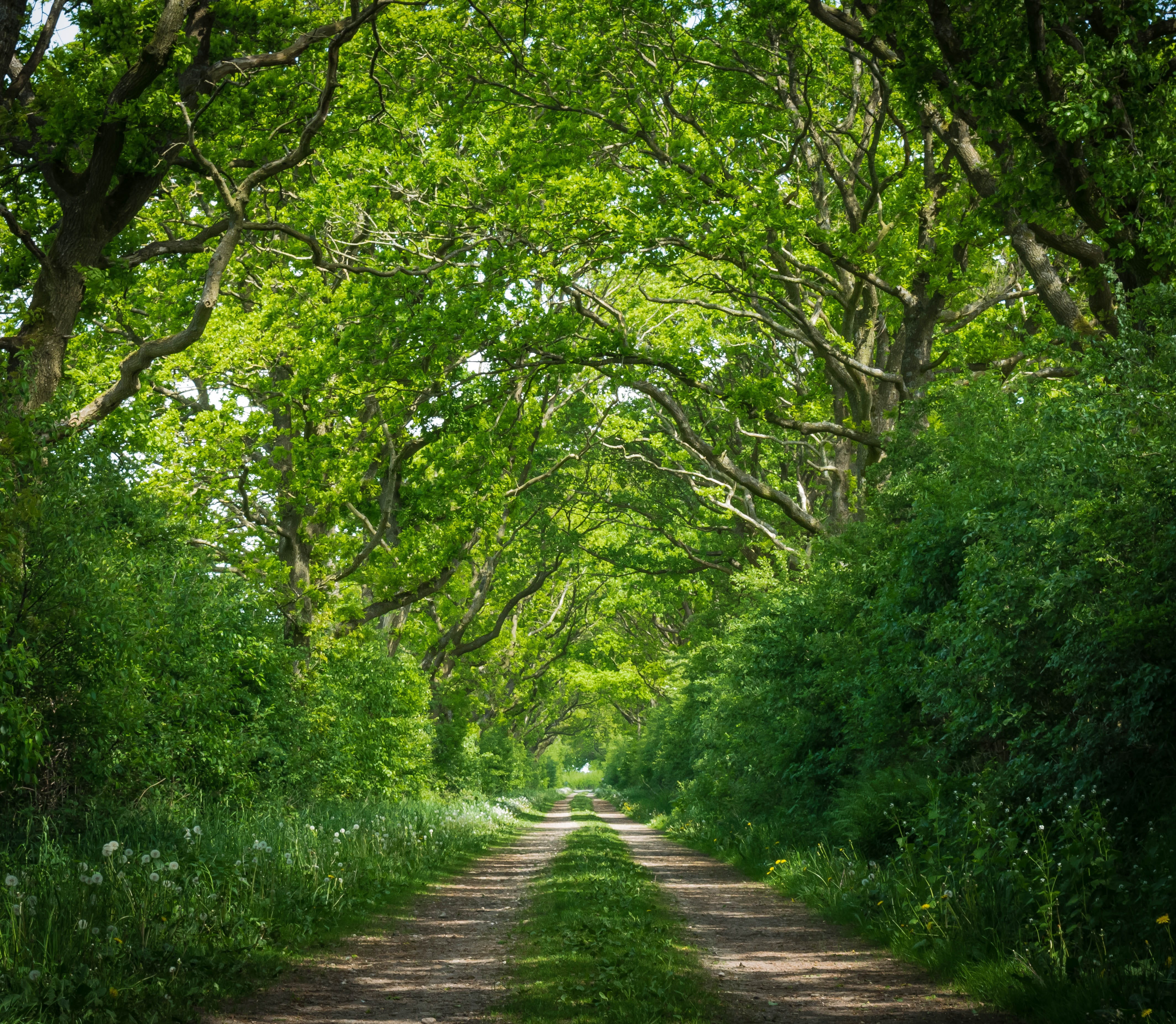 brown and green pathway near plants under trees during daytime 2k 4k