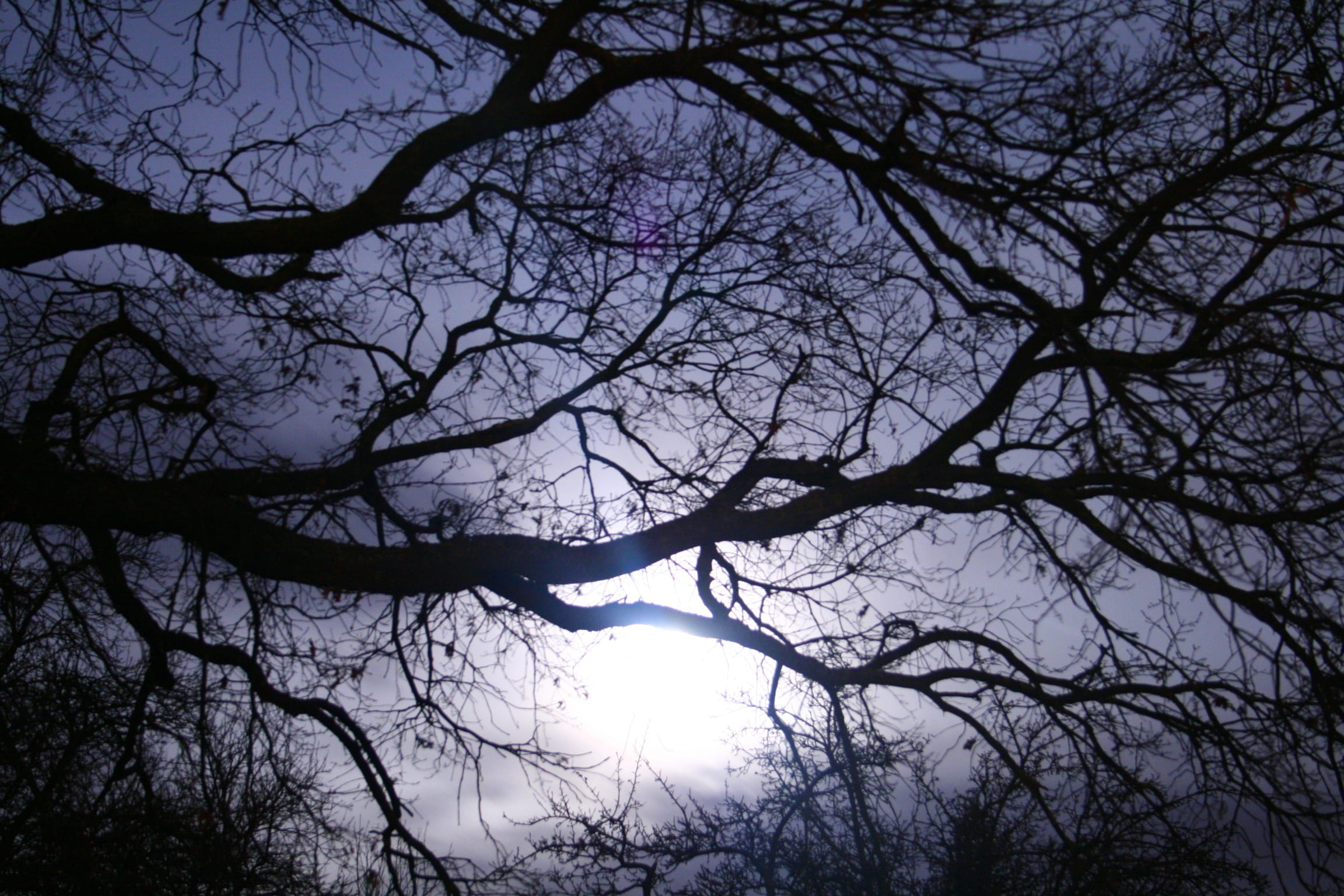 down angle photo of bare tree darkness aesthetic nature kahl 2k