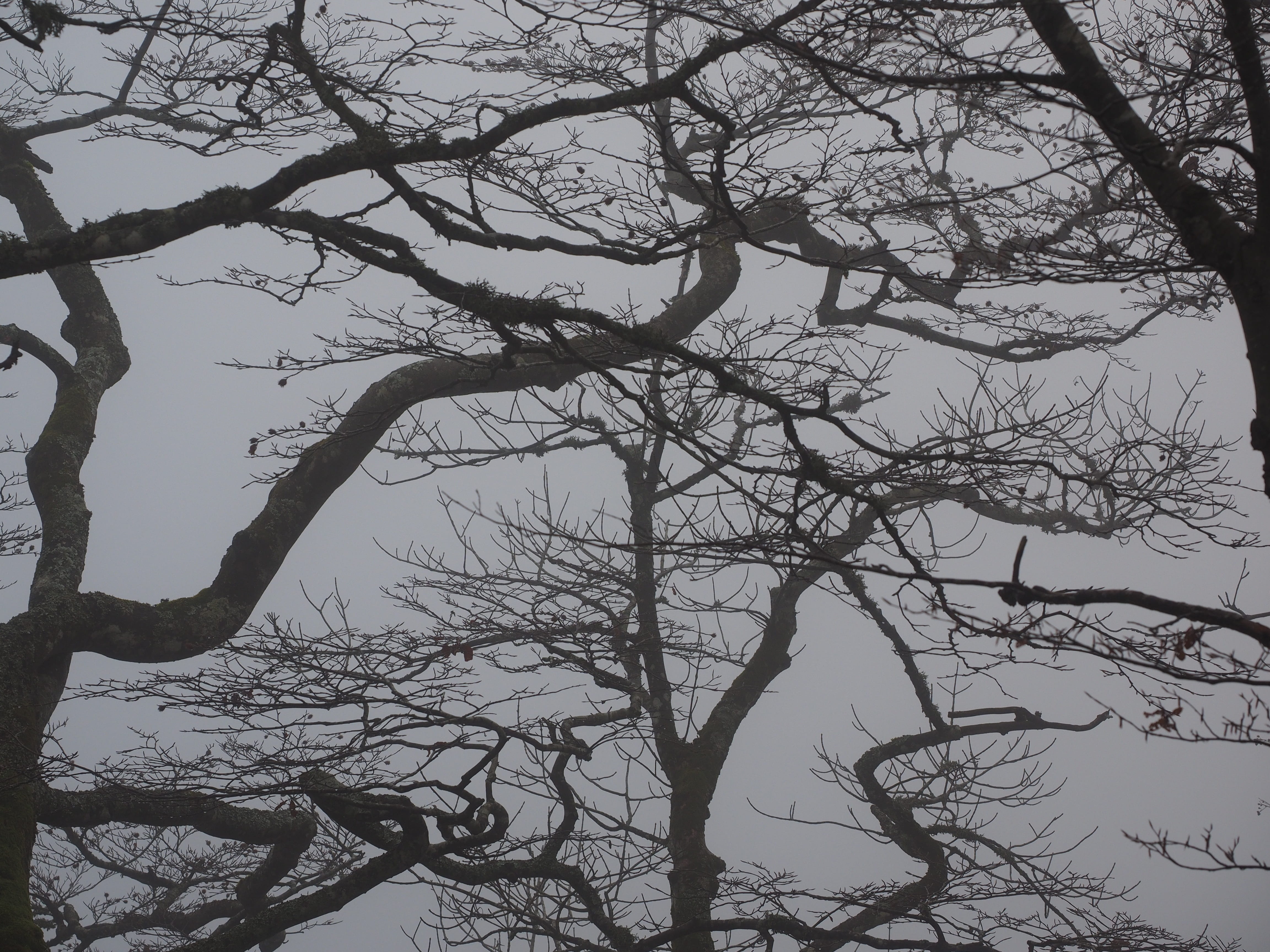 Forest Branches Aesthetic Trees tree trunks book foggy 2k 4k 5k